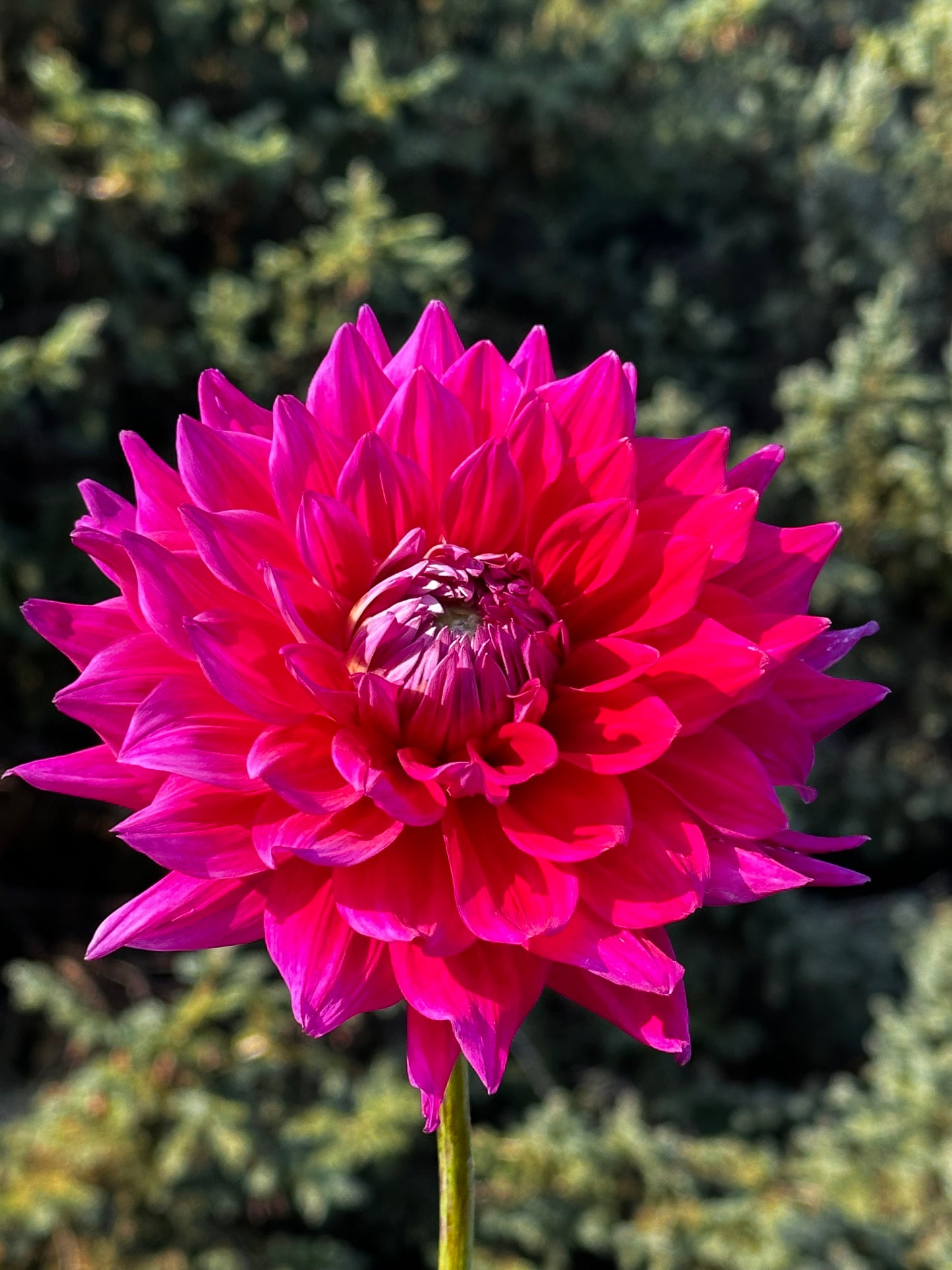 Chloe Janae Dahlia Tuber