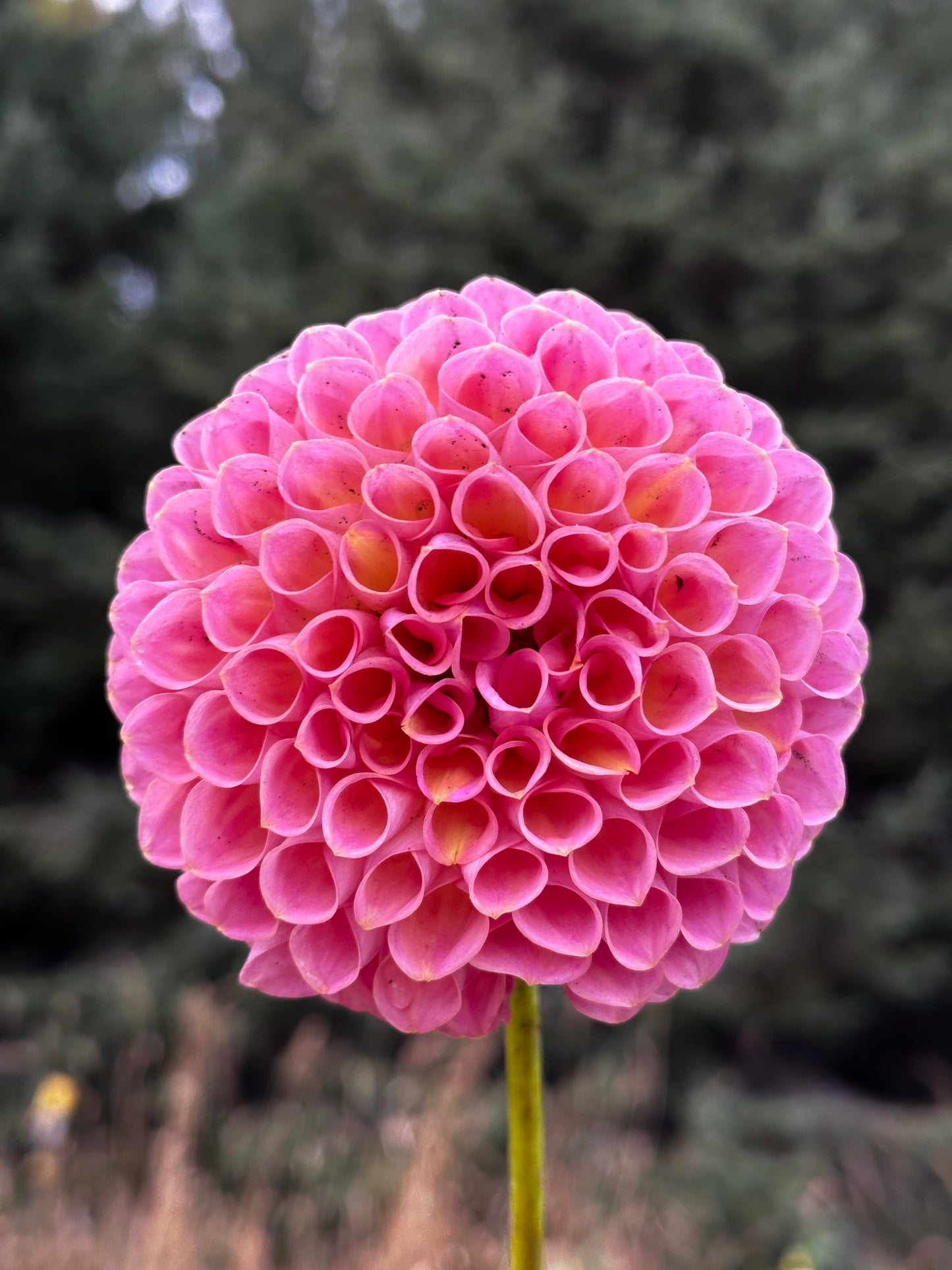 Jowey Winnie Dahlia Tuber