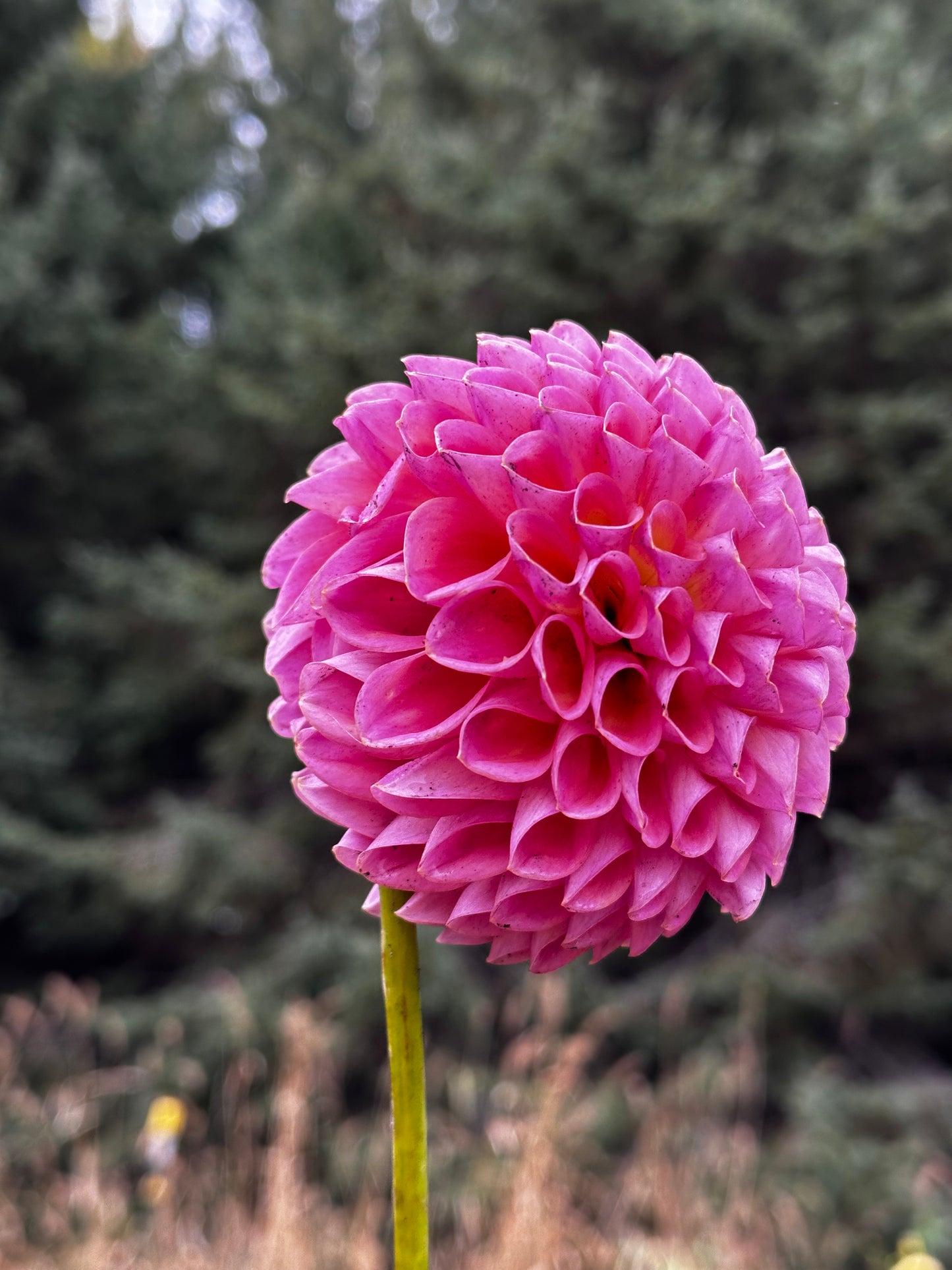 Jowey Winnie Dahlia Tuber