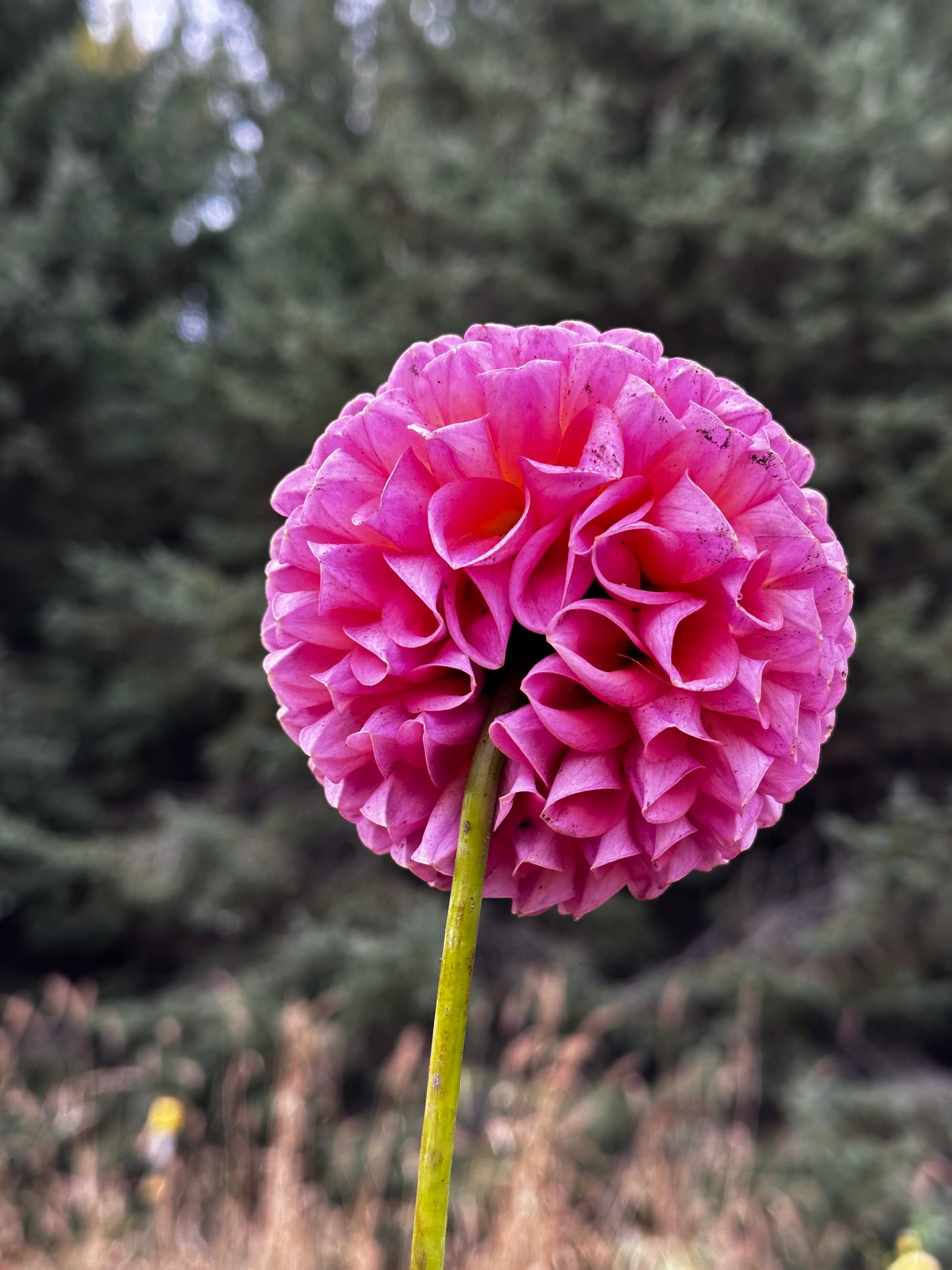 Jowey Winnie Dahlia Tuber