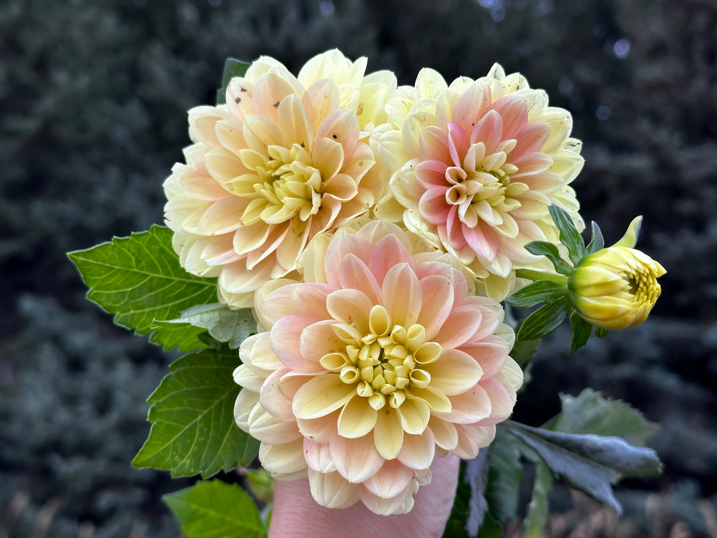 Day Dreamer Dahlia Tuber