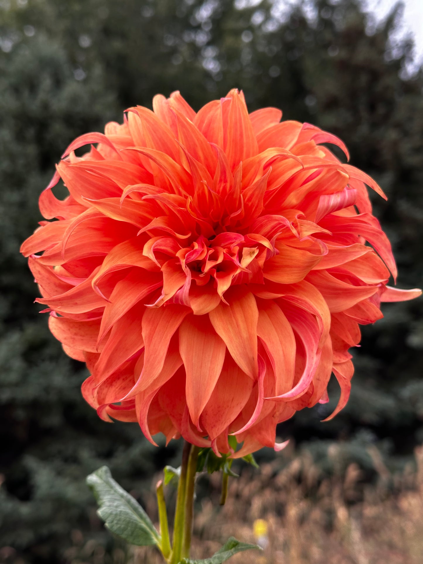 Bloomquist Jean Dahlia