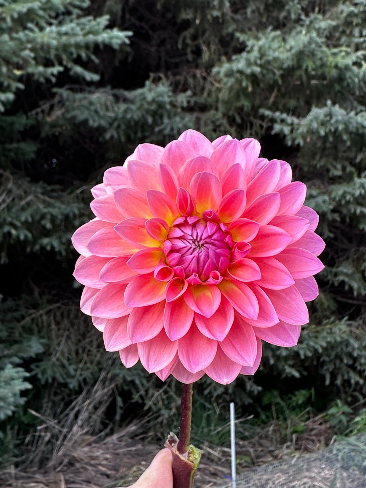 Jitterbug Dahlia Tuber