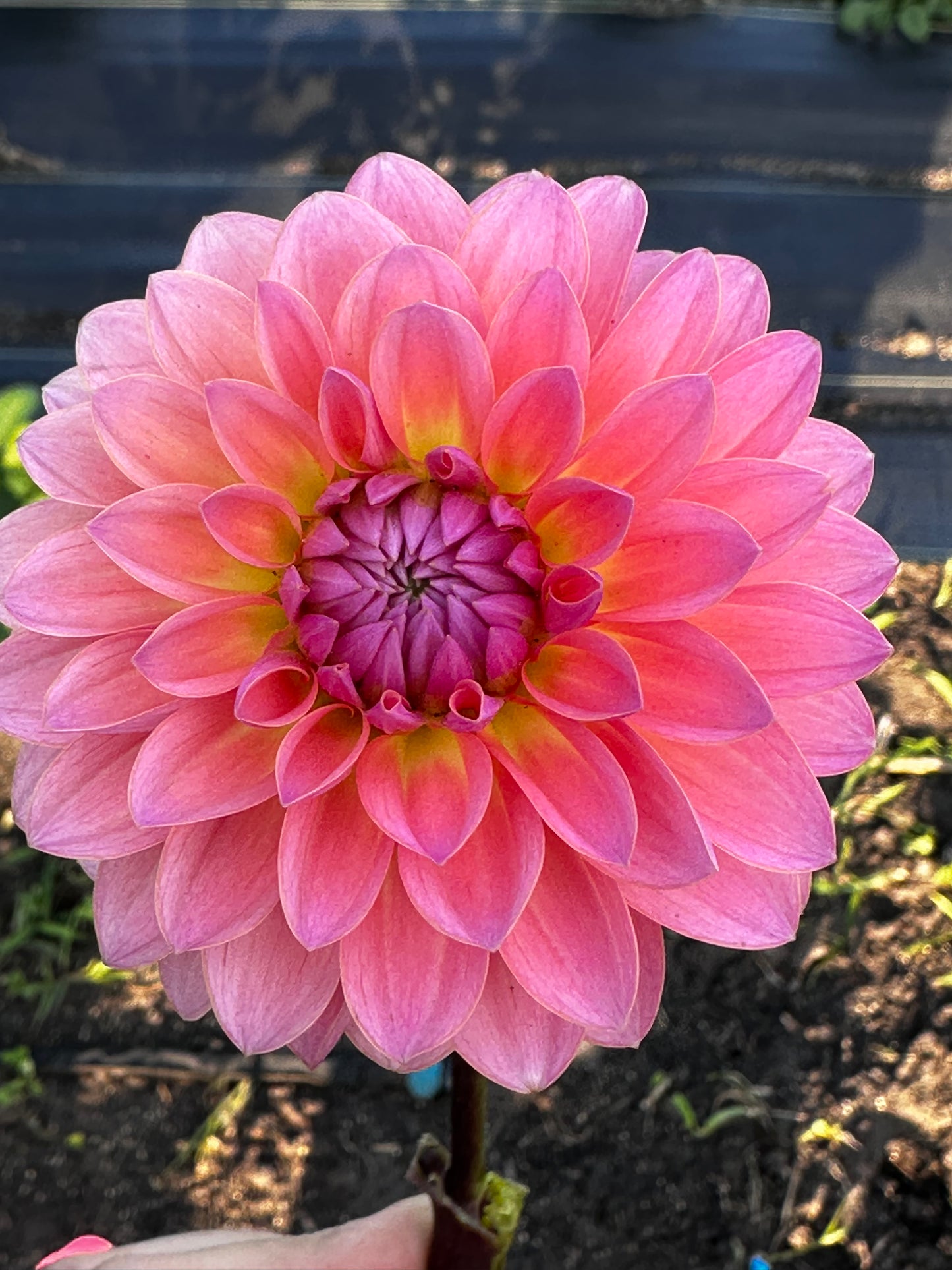Jitterbug Dahlia Tuber