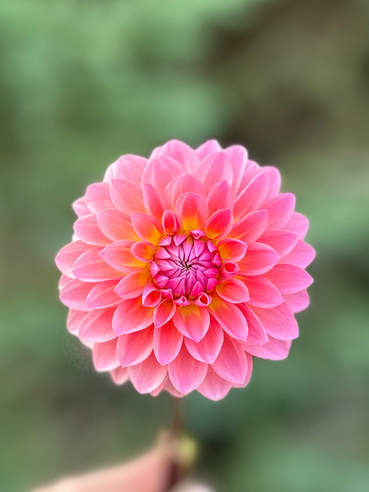 Jitterbug Dahlia Tuber