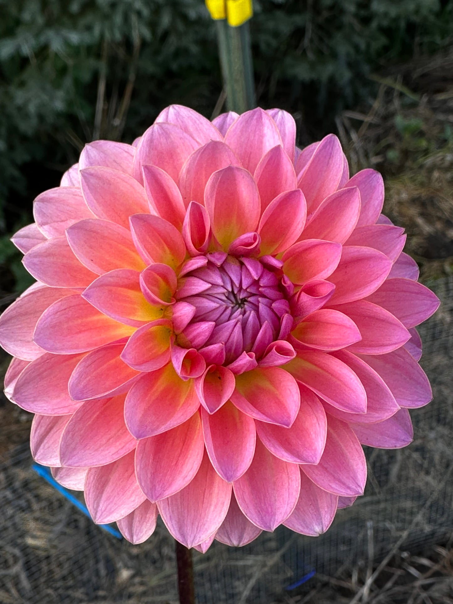 Jitterbug Dahlia Tuber