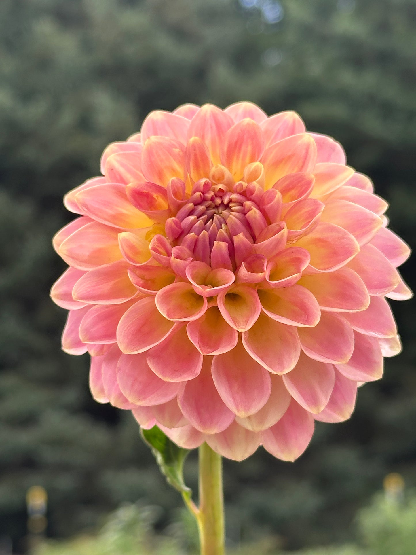 20th Ave Softer Peach Dahlia Tuber
