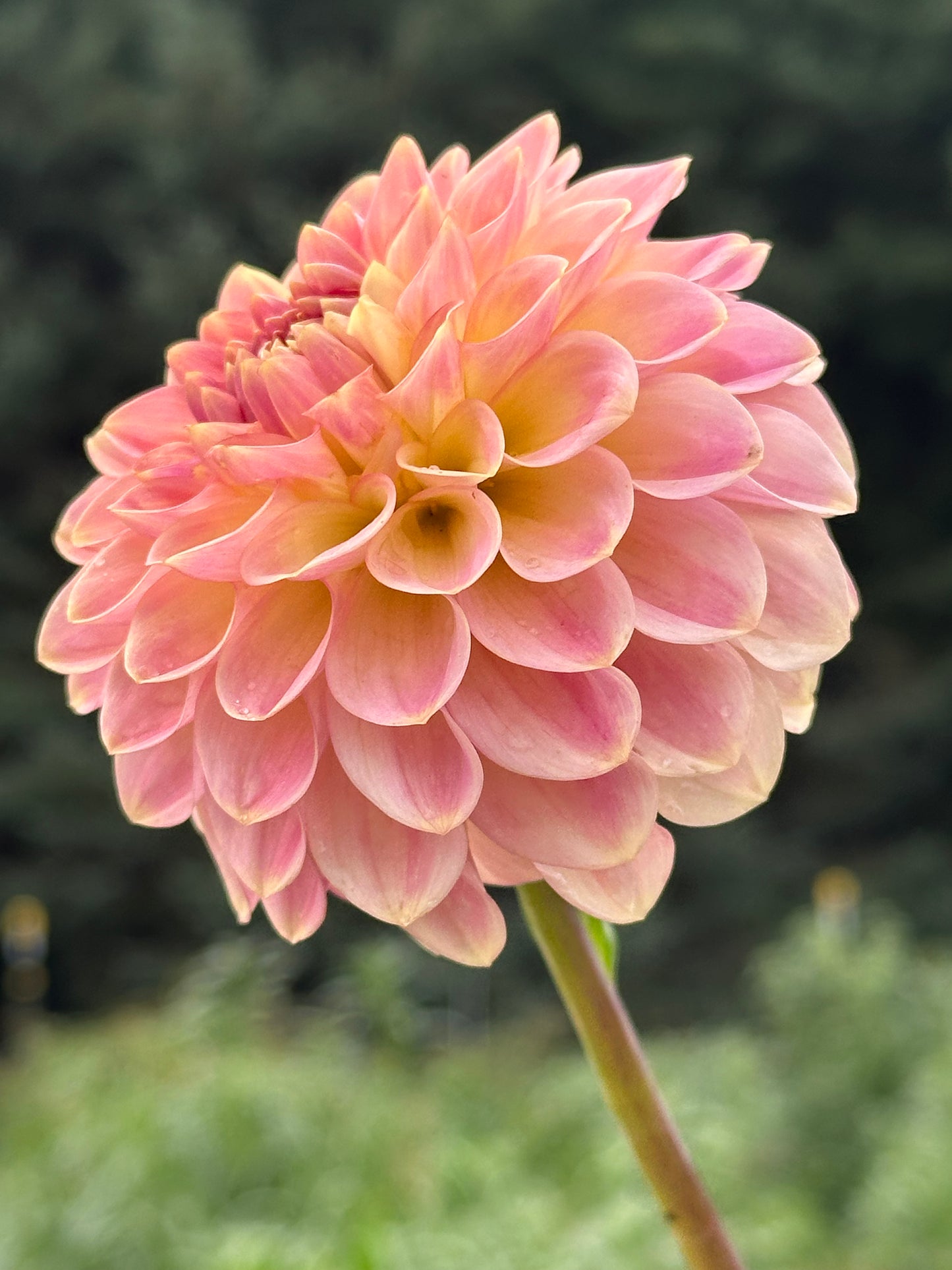20th Ave Softer Peach Dahlia Tuber