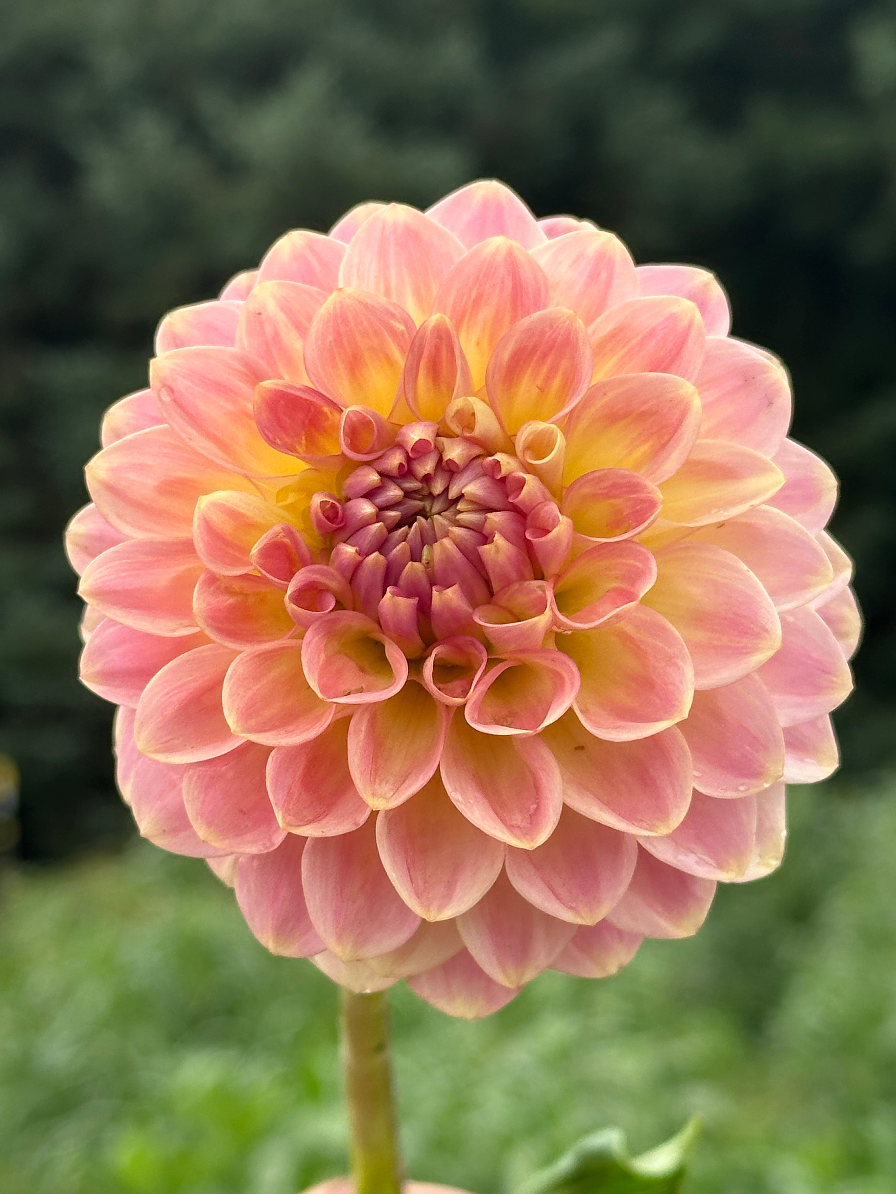 20th Ave Softer Peach Dahlia Tuber – Blooming Basswoods Farm