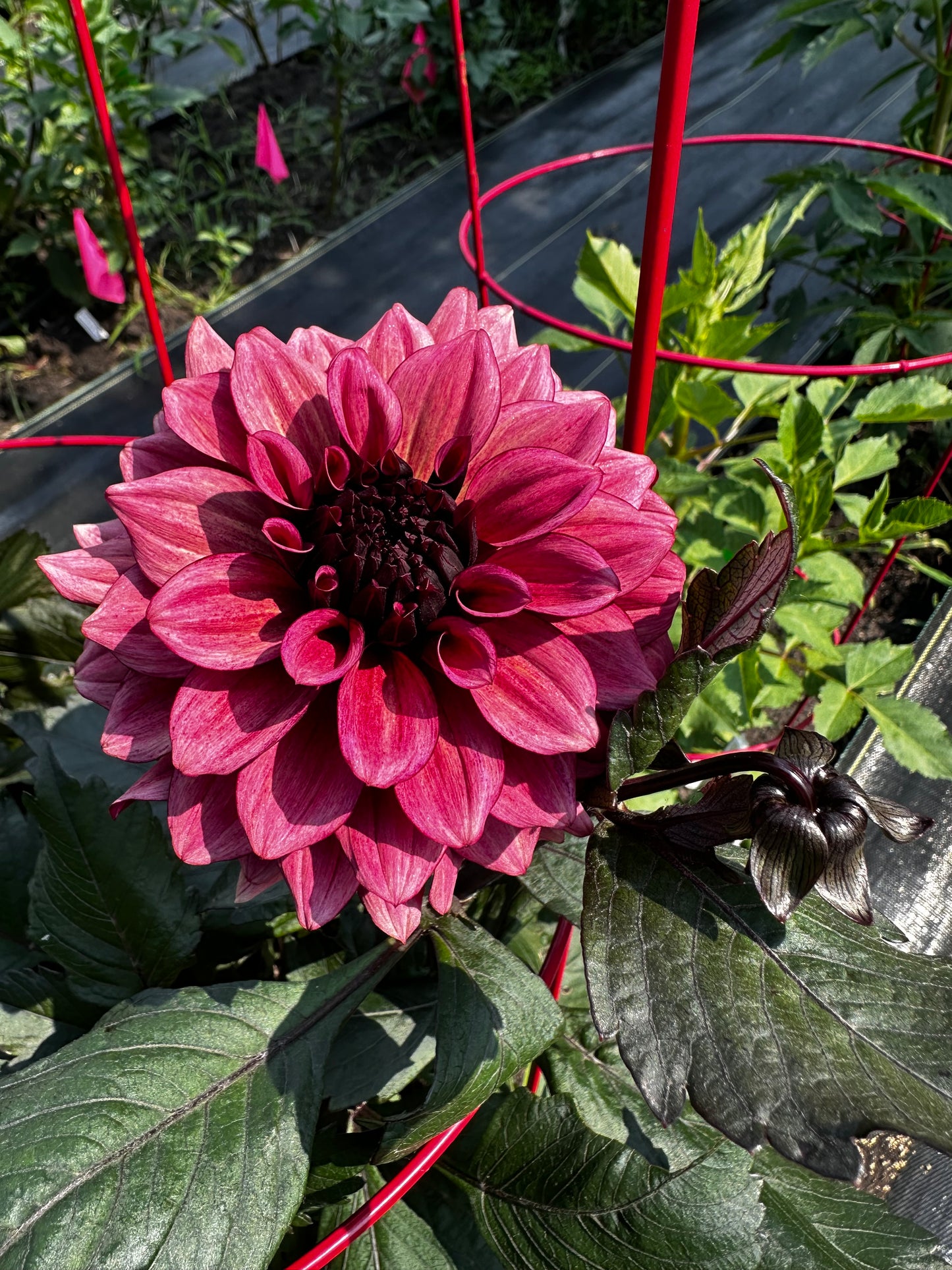 Night Silence Dahlia Tuber