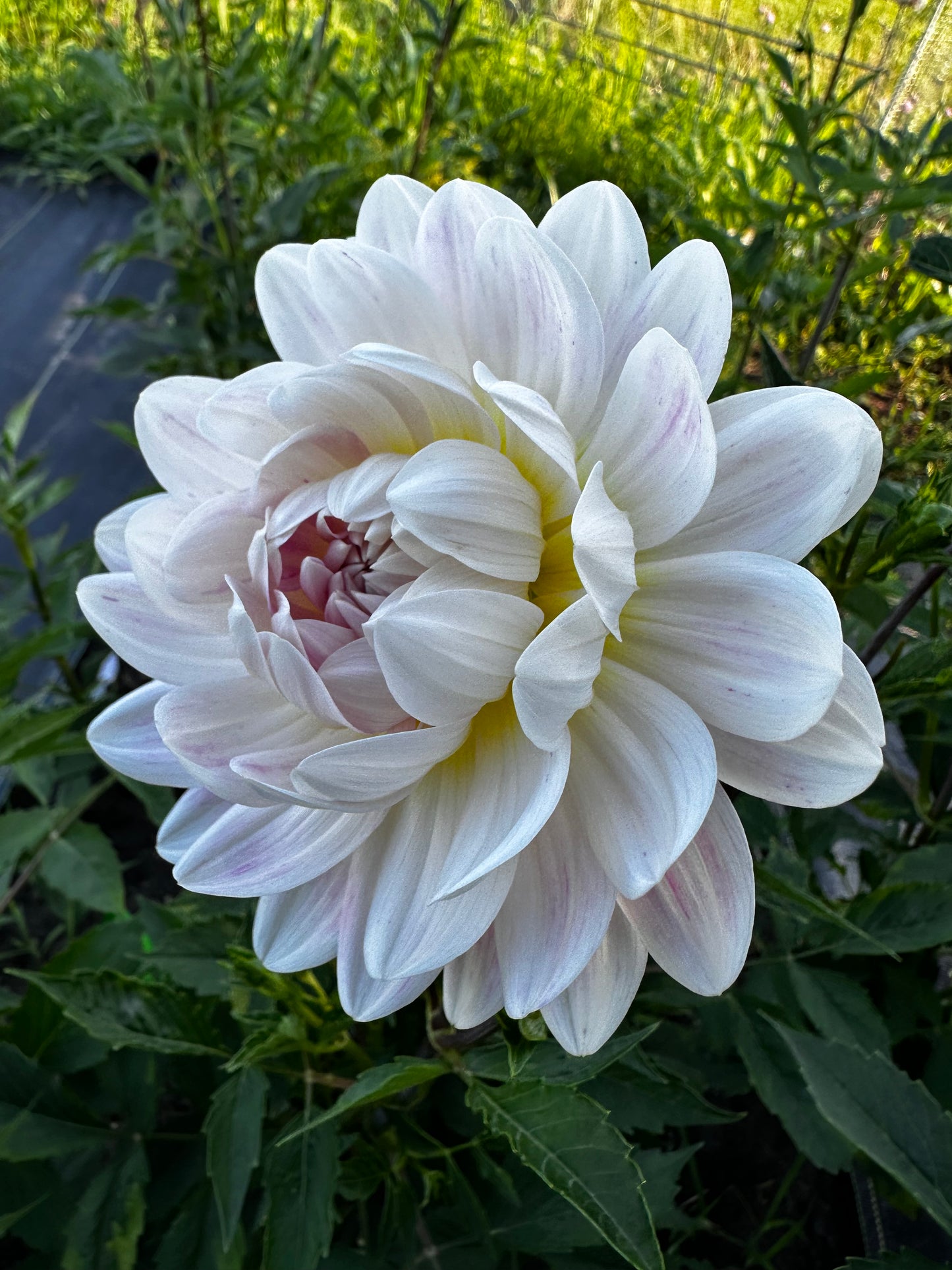 Kelgai Ann Dahlia Tuber