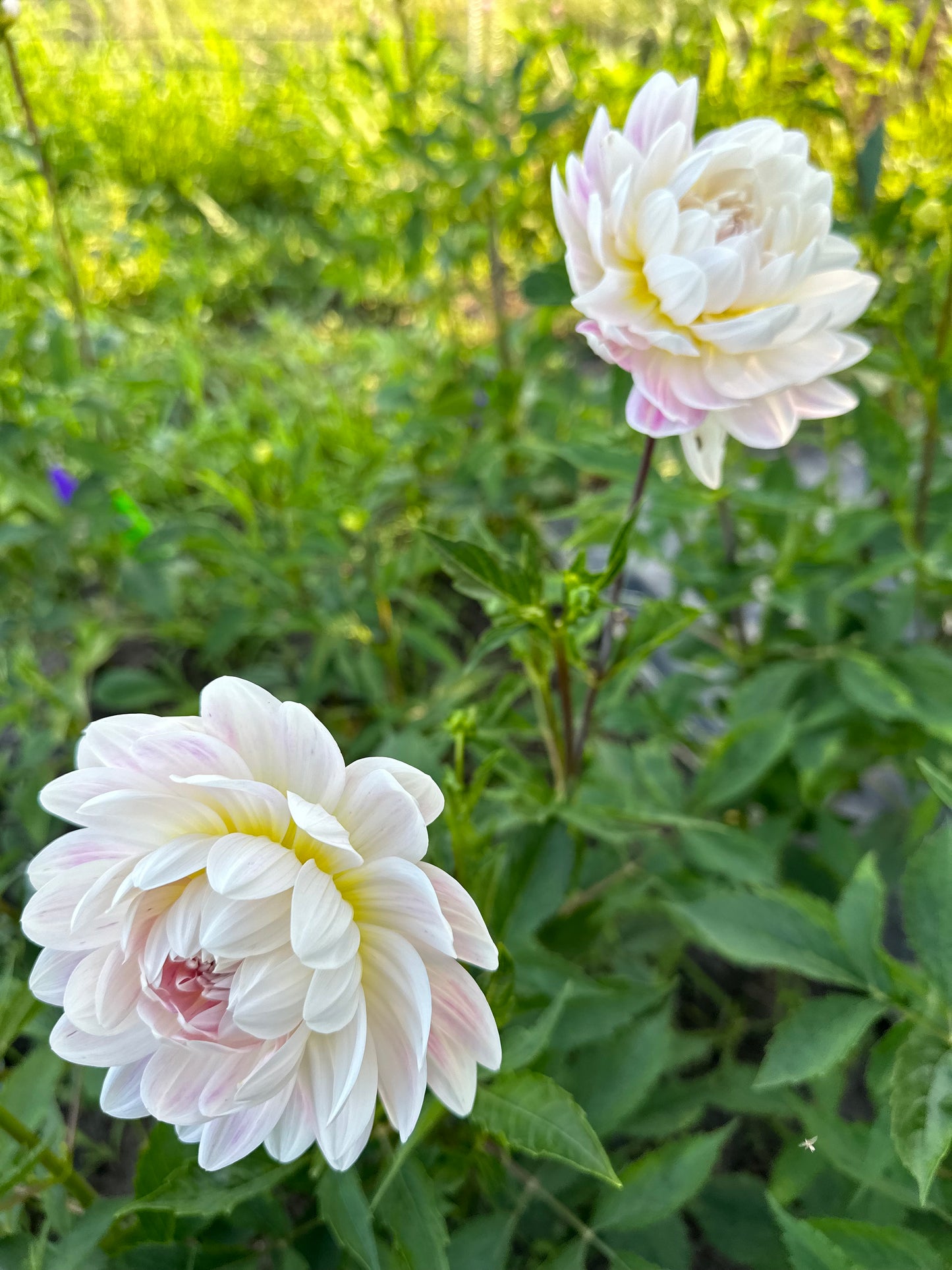 Kelgai Ann Dahlia Tuber