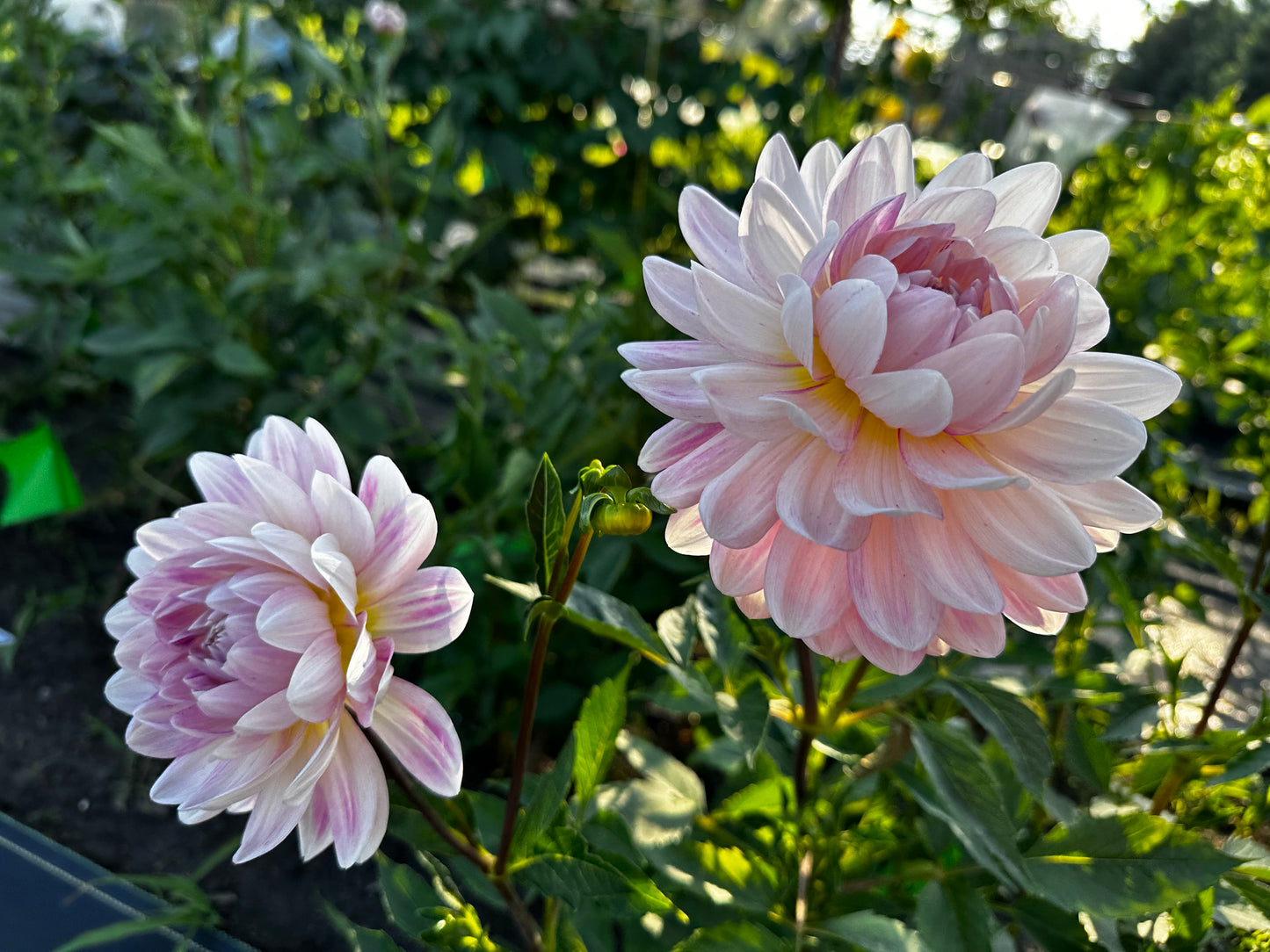 Kelgai Ann Dahlia Tuber