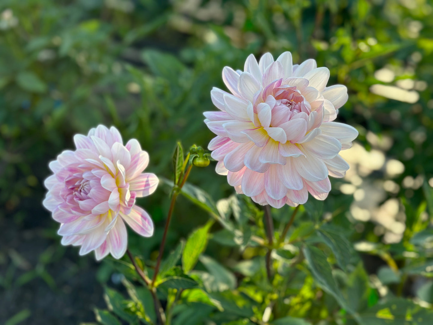 Kelgai Ann Dahlia Tuber