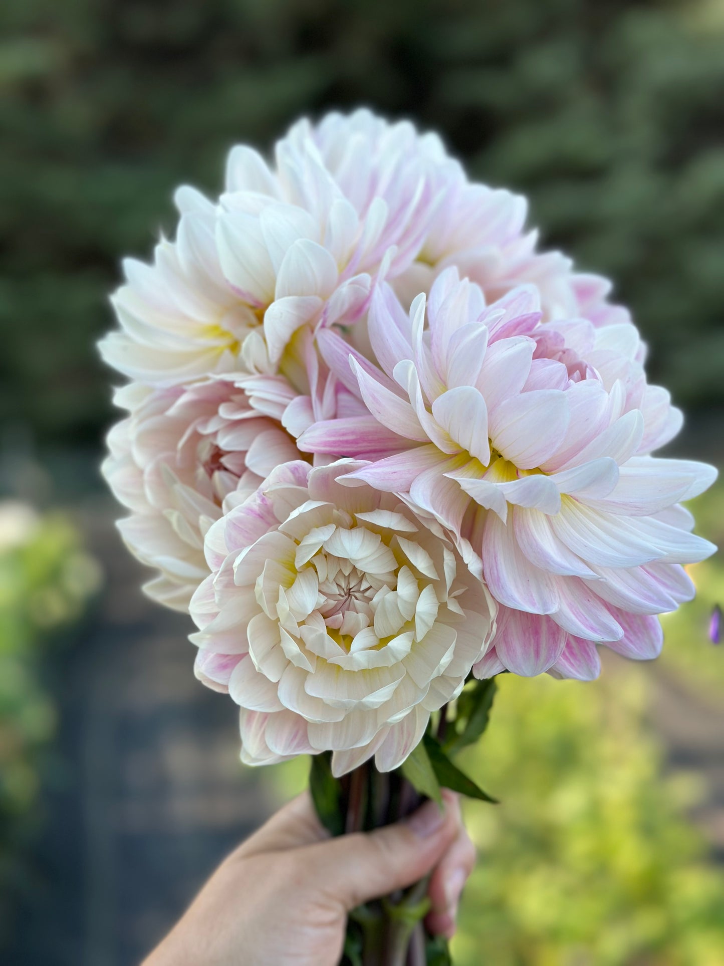 Kelgai Ann Dahlia Tuber