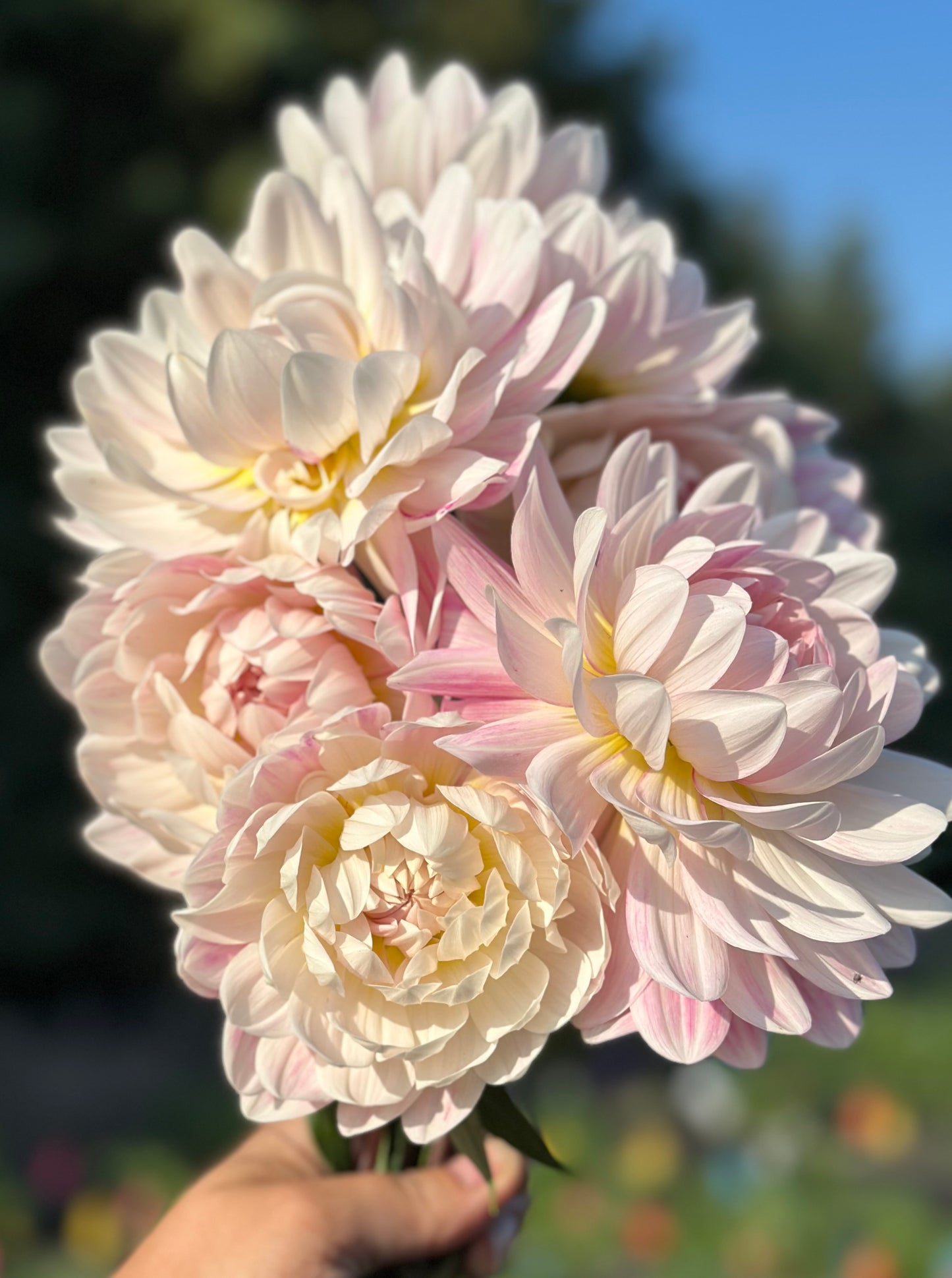 Kelgai Ann Dahlia Tuber