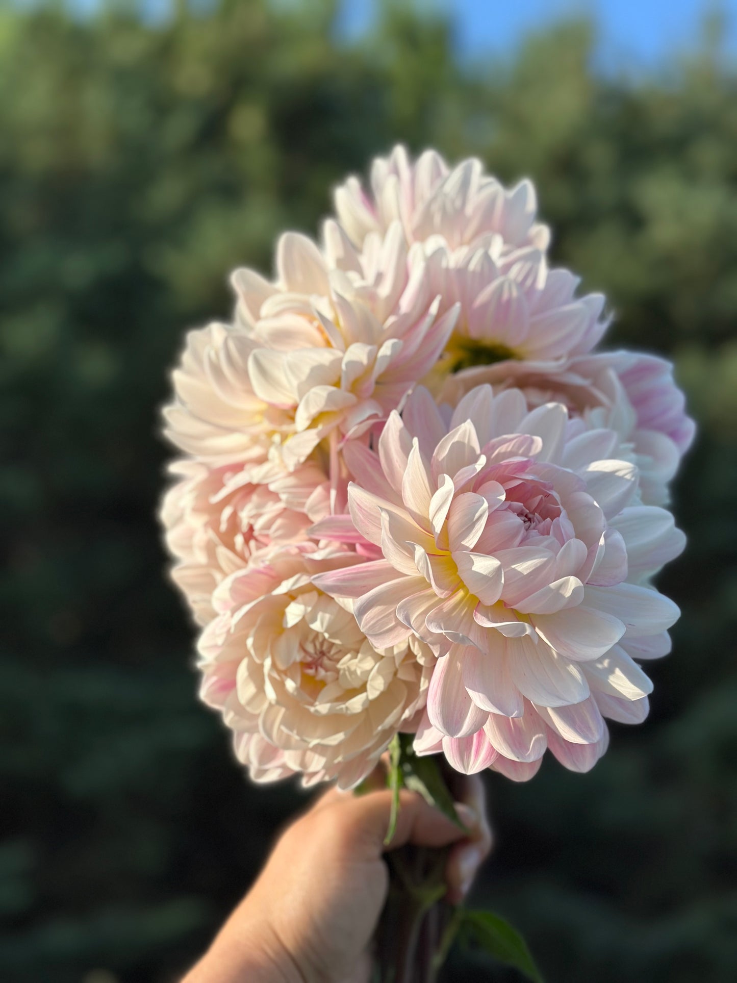 Kelgai Ann Dahlia Tuber