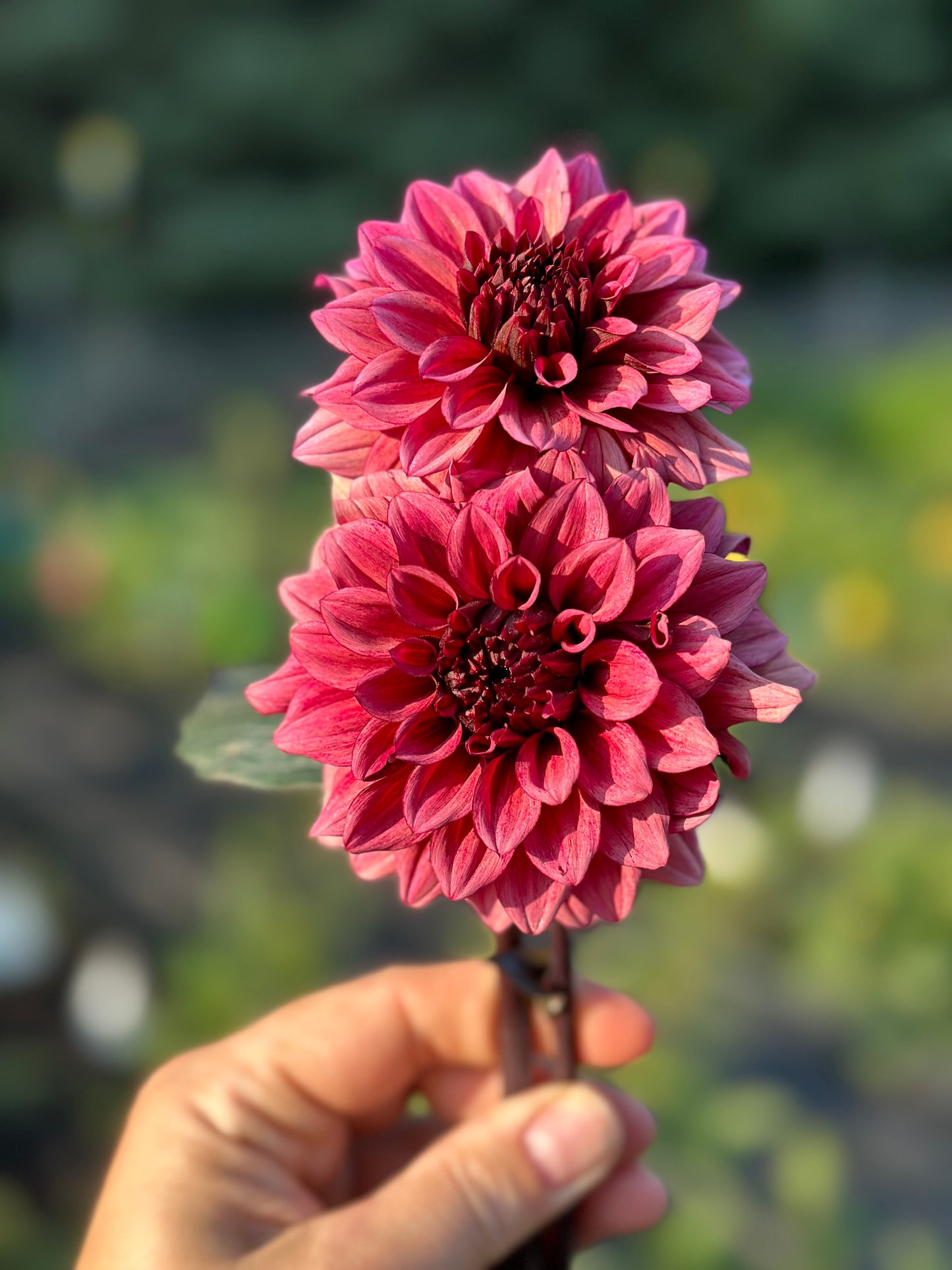 Night Silence Dahlia Tuber