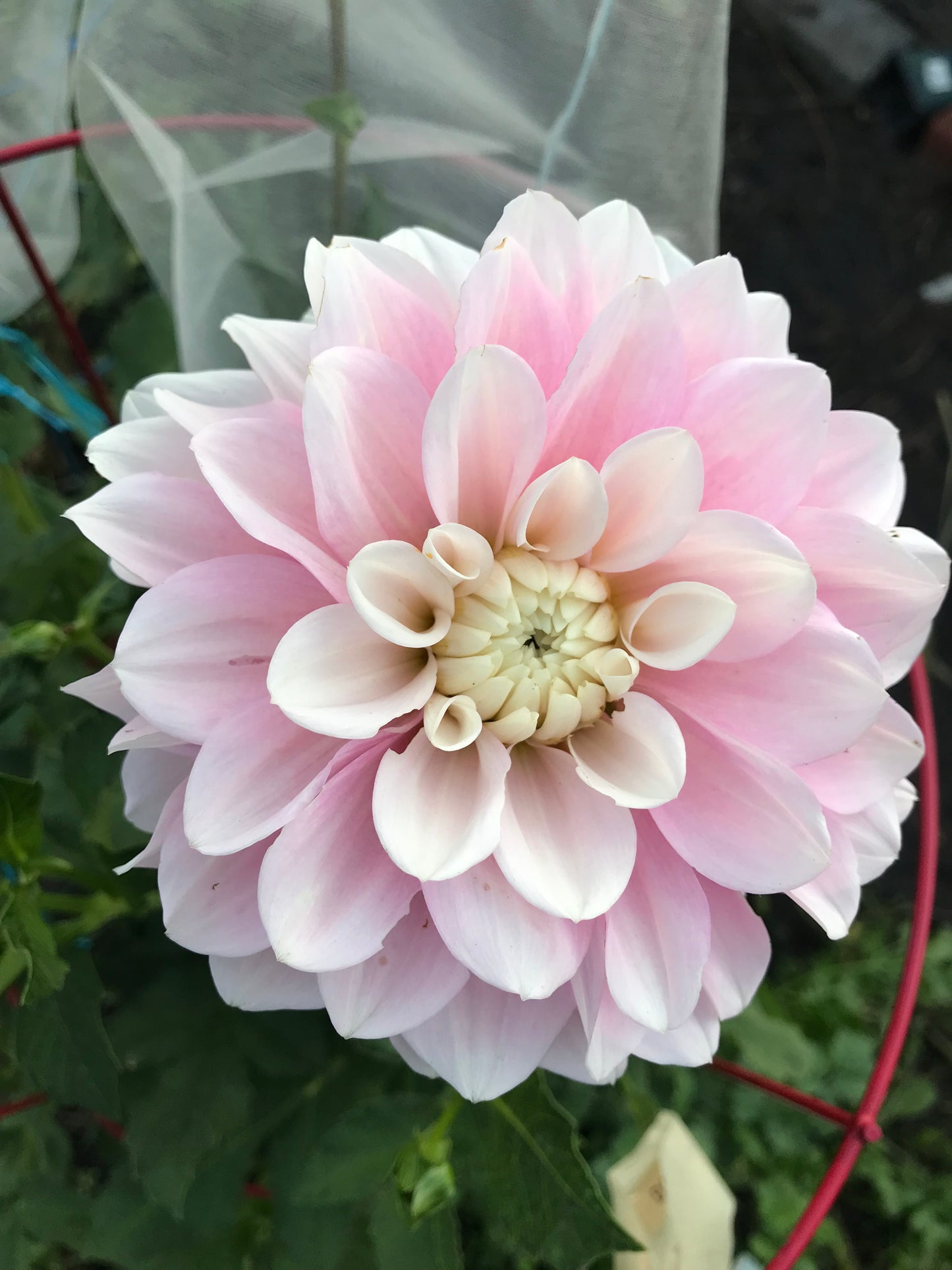 Daddy's Girl Dahlia Tuber