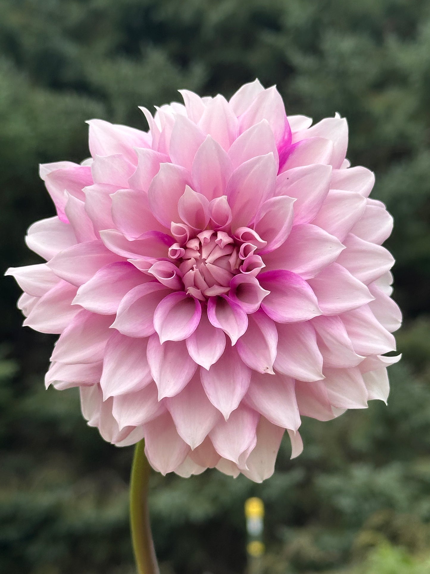 Amelia Bedelia Dahlia Tuber