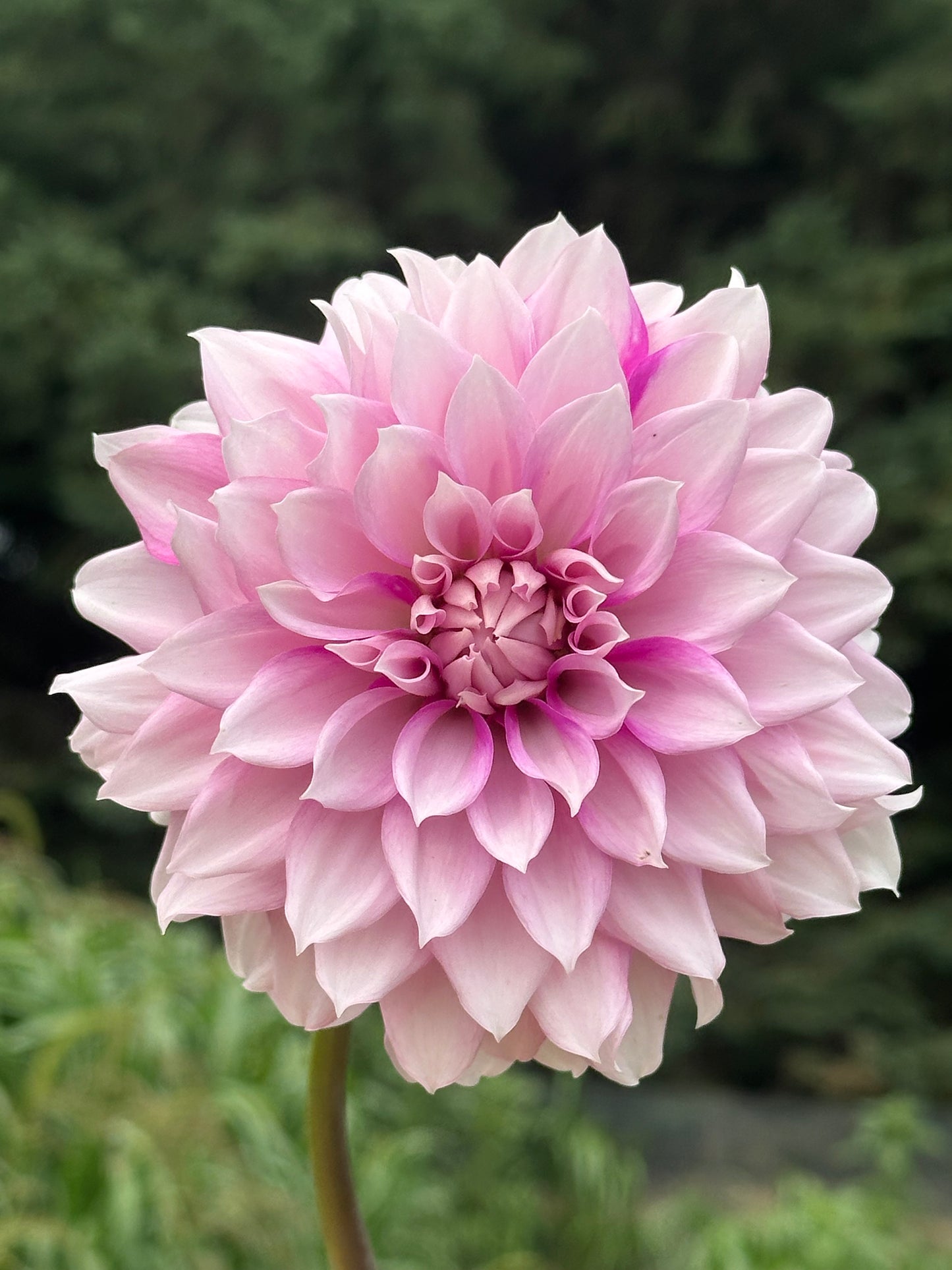Amelia Bedelia Dahlia Tuber