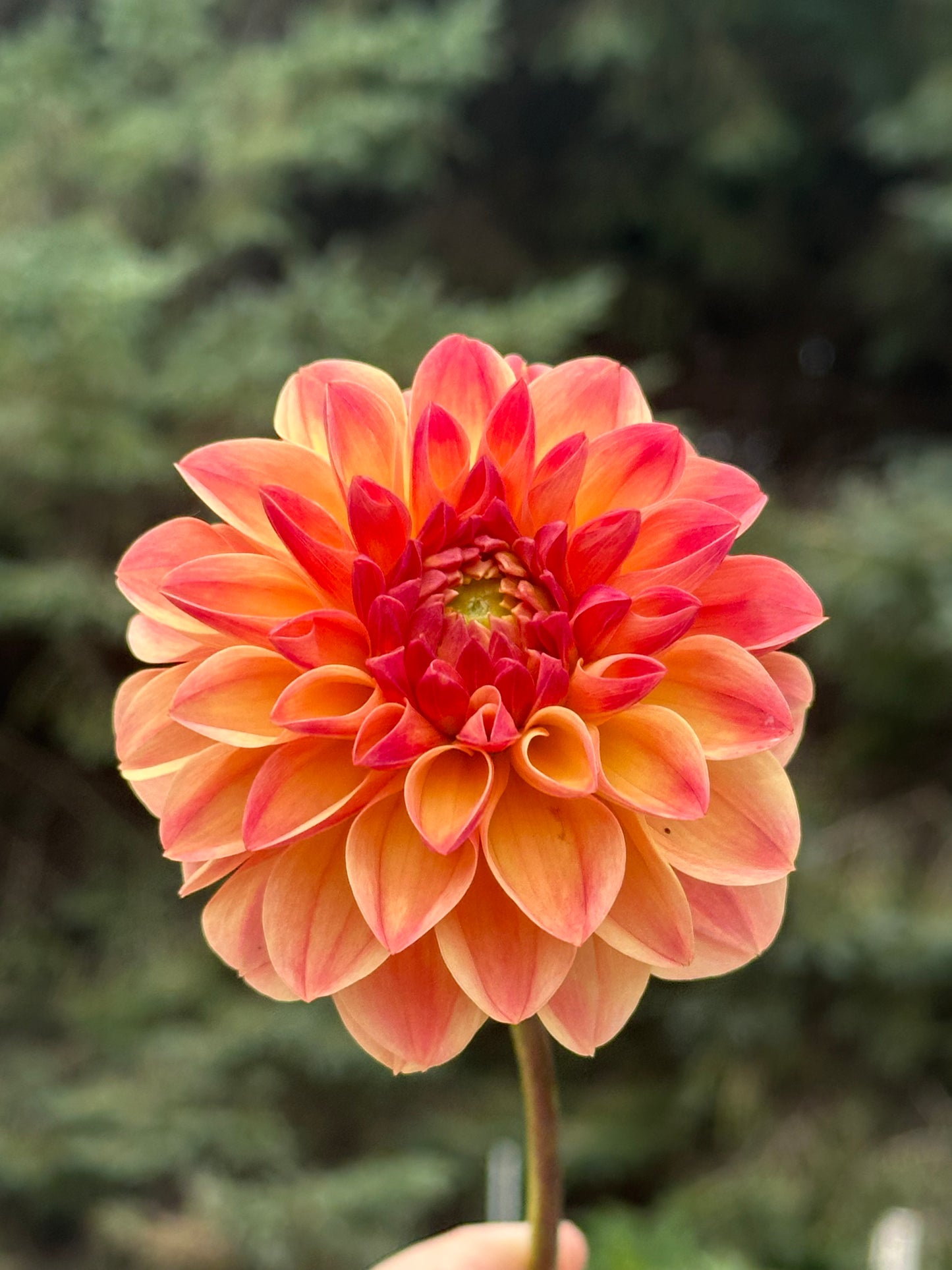 Skeena Sugar Pie Dahlia Tuber