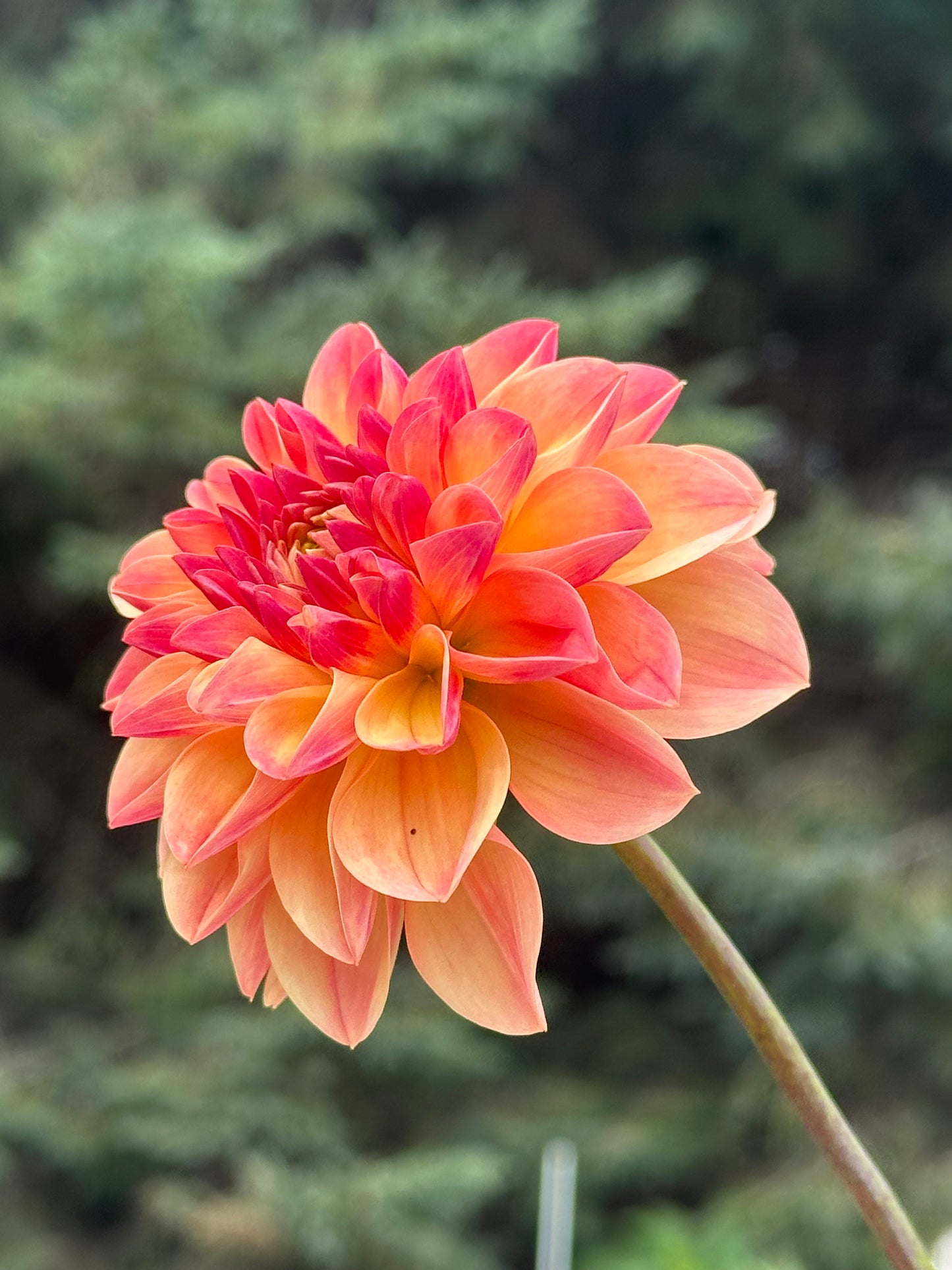 Skeena Sugar Pie Dahlia Tuber
