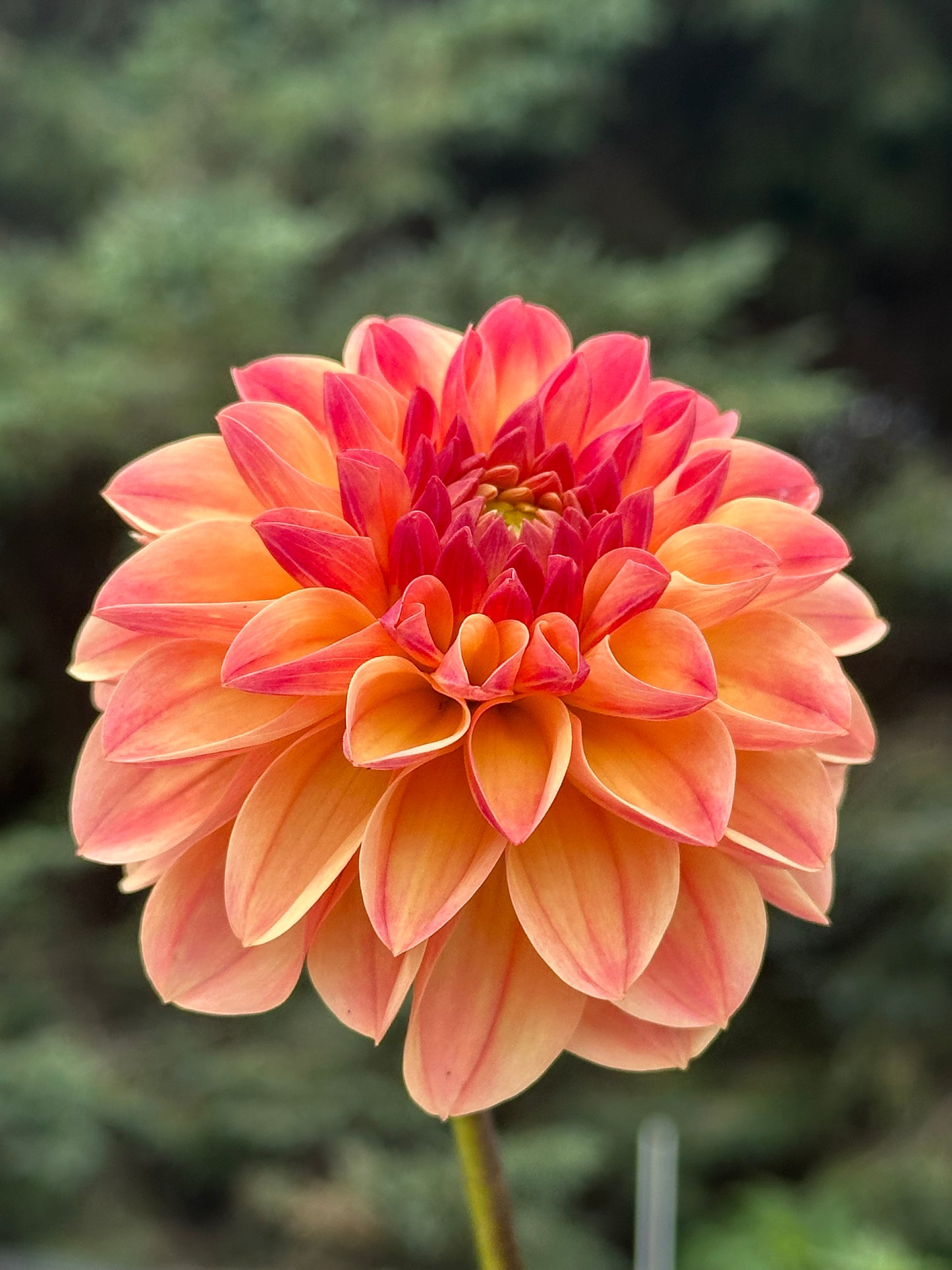 Skeena Sugar Pie Dahlia Tuber
