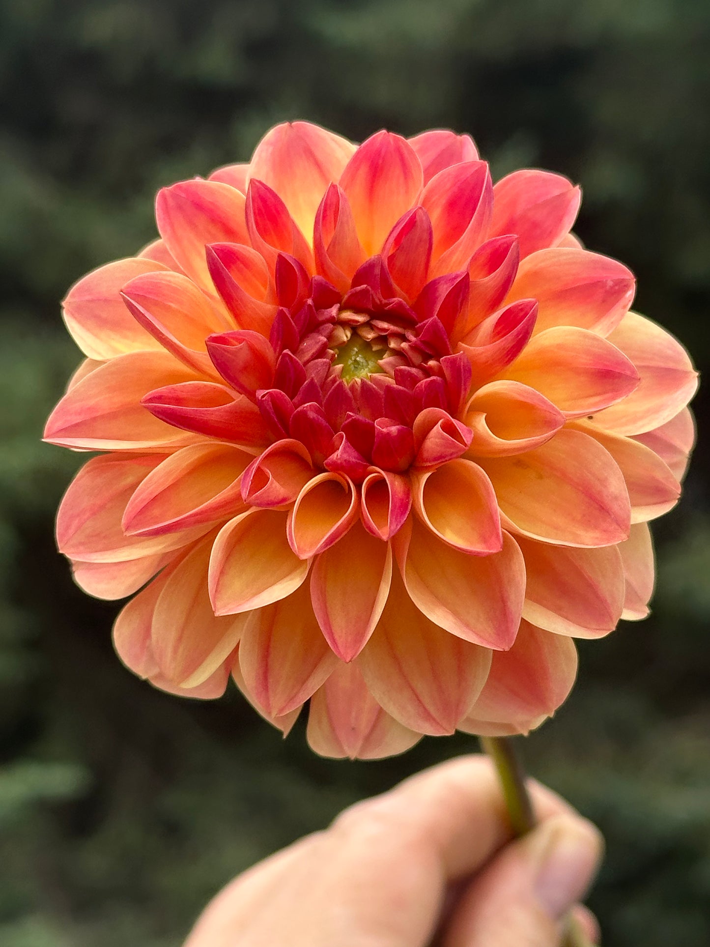 Skeena Sugar Pie Dahlia Tuber