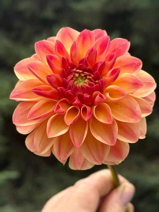 Skeena Sugar Pie Dahlia Tuber