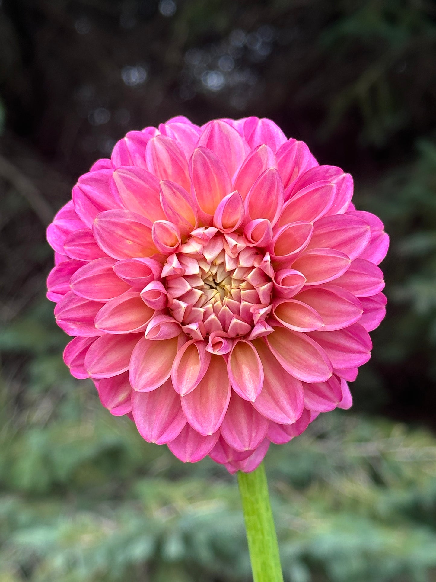 Milena Fleur Dahlia Tuber