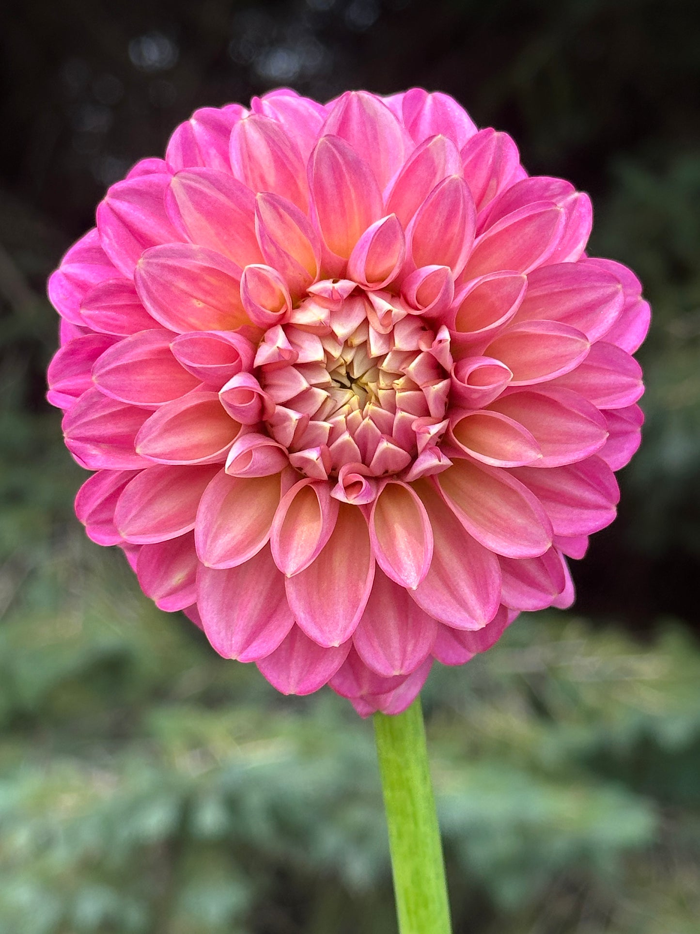 Milena Fleur Dahlia Tuber