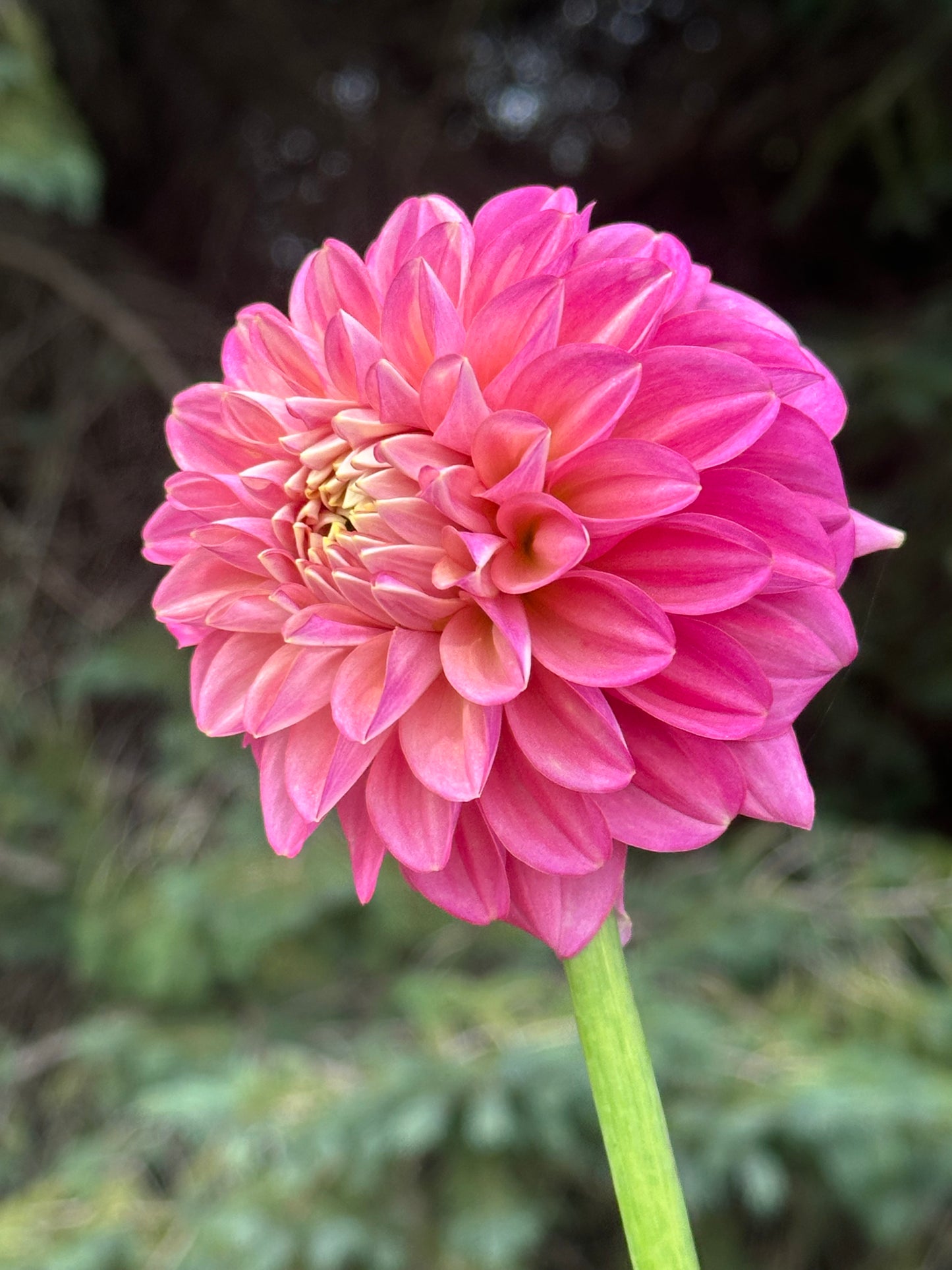 Milena Fleur Dahlia Tuber