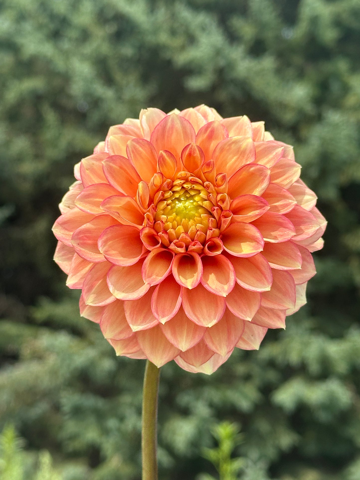 Lakeview Lucky Dahlia Tuber