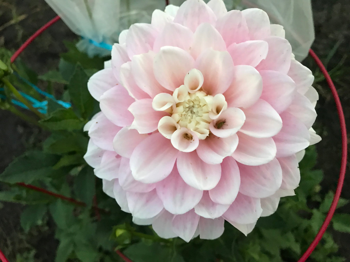 Daddy's Girl Dahlia Tuber
