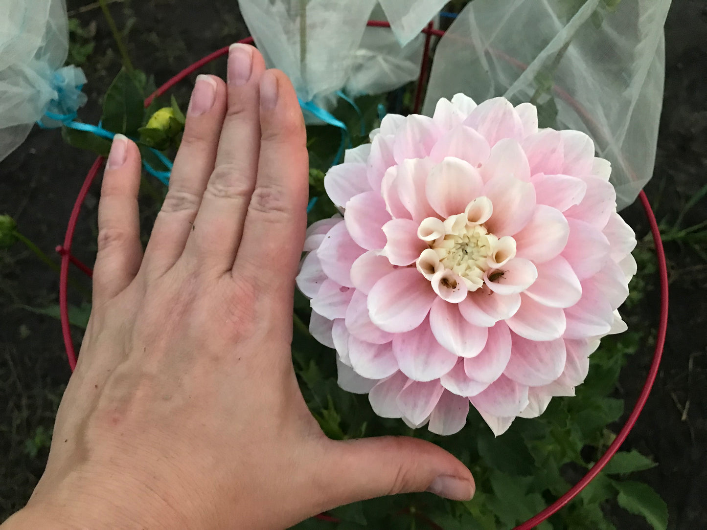 Daddy's Girl Dahlia Tuber