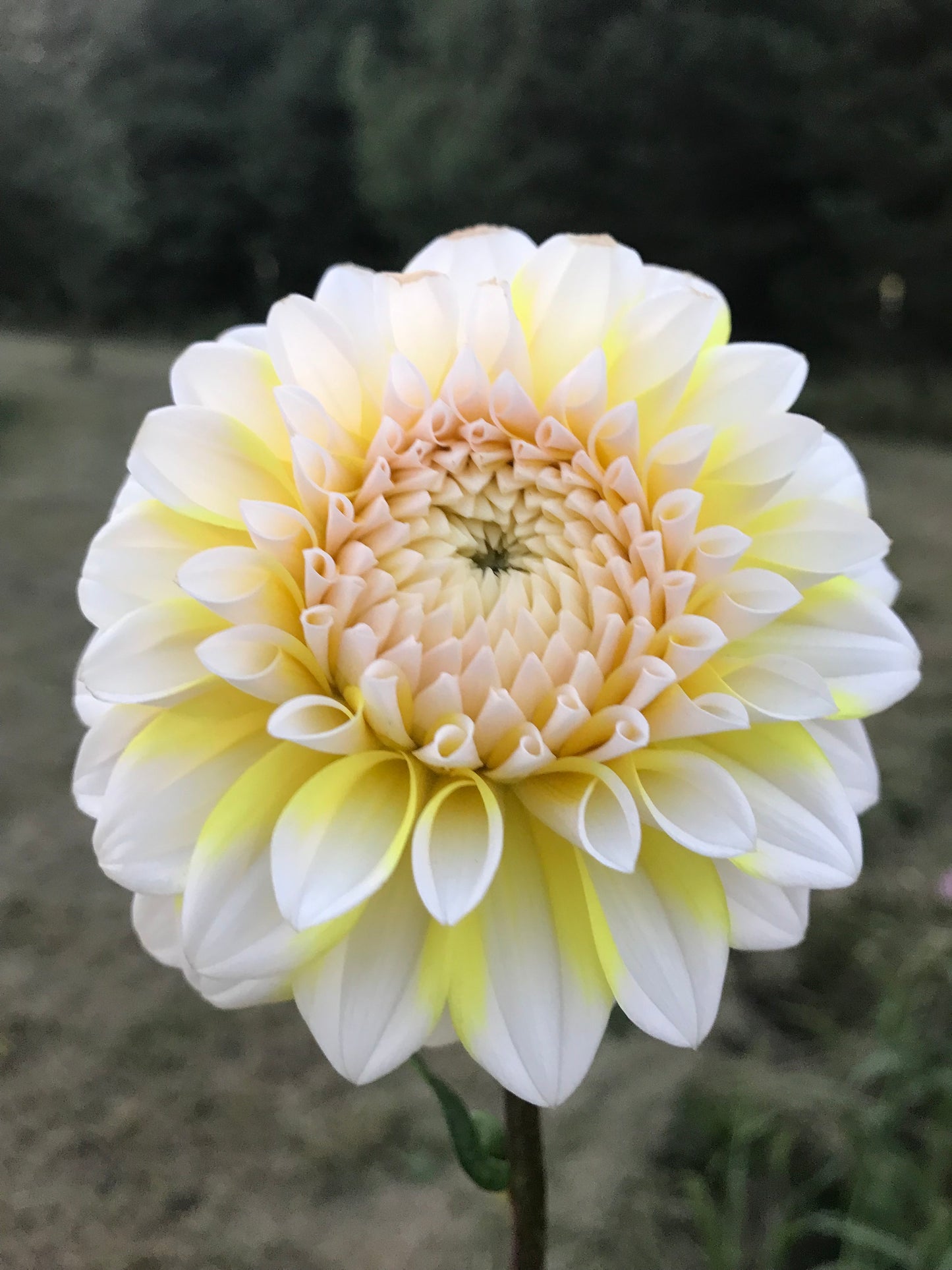 Ova Jo Dahlia Tuber