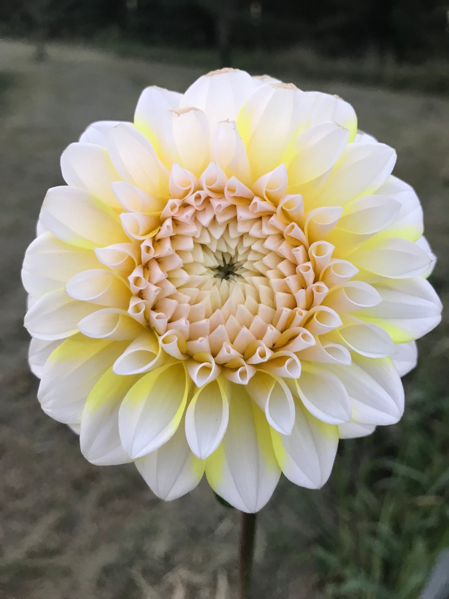 Ova Jo Dahlia Tuber