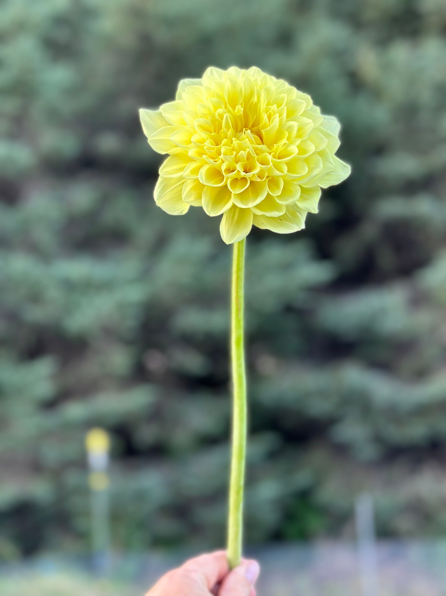 A Peeling Dahlia Tuber
