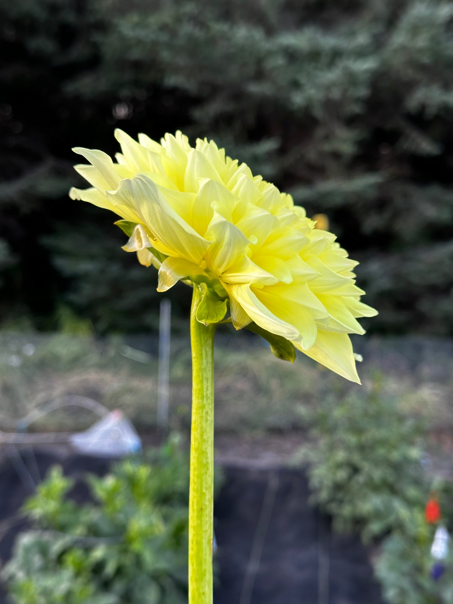 A Peeling Dahlia Tuber