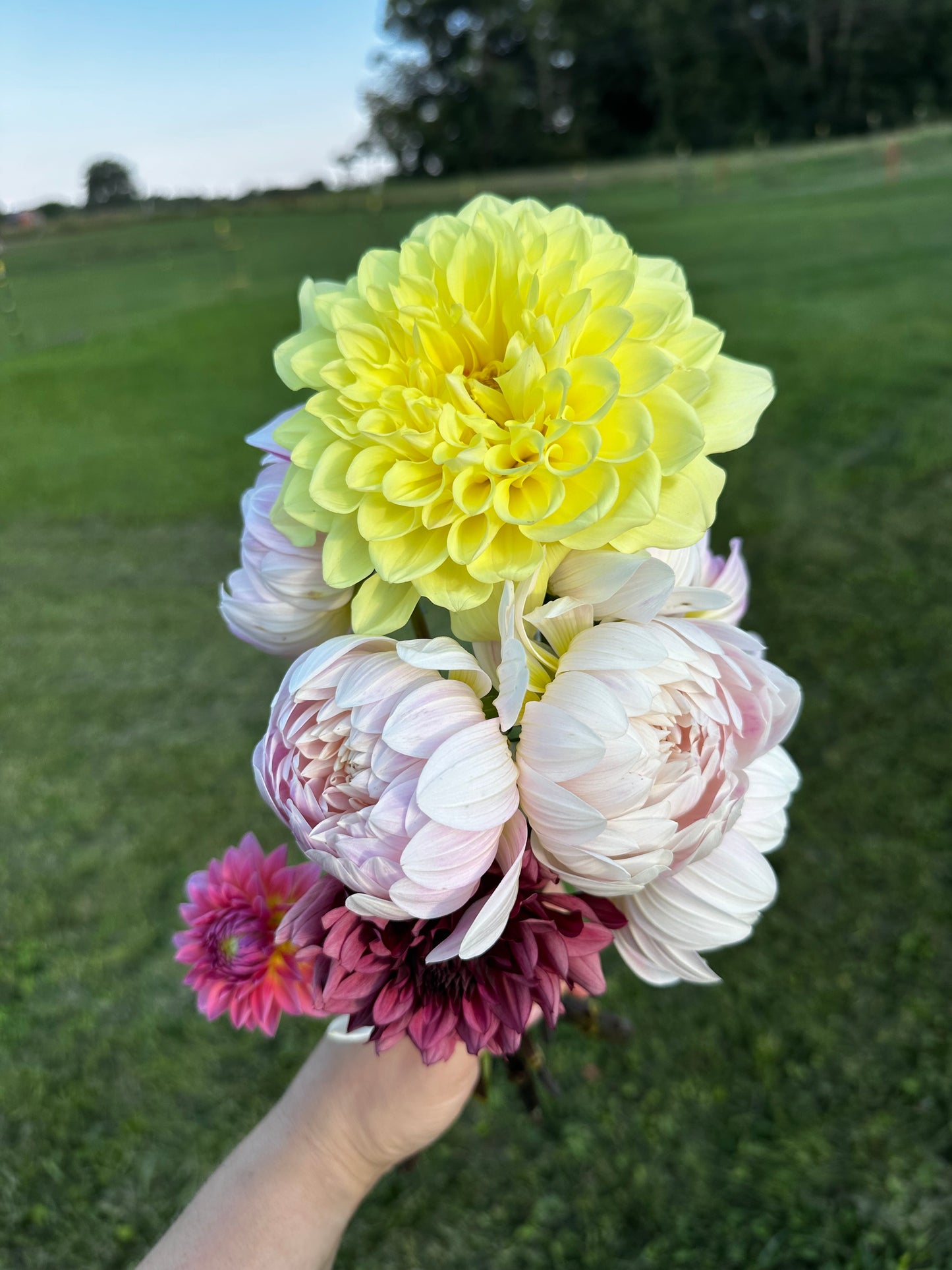 A Peeling Dahlia Tuber