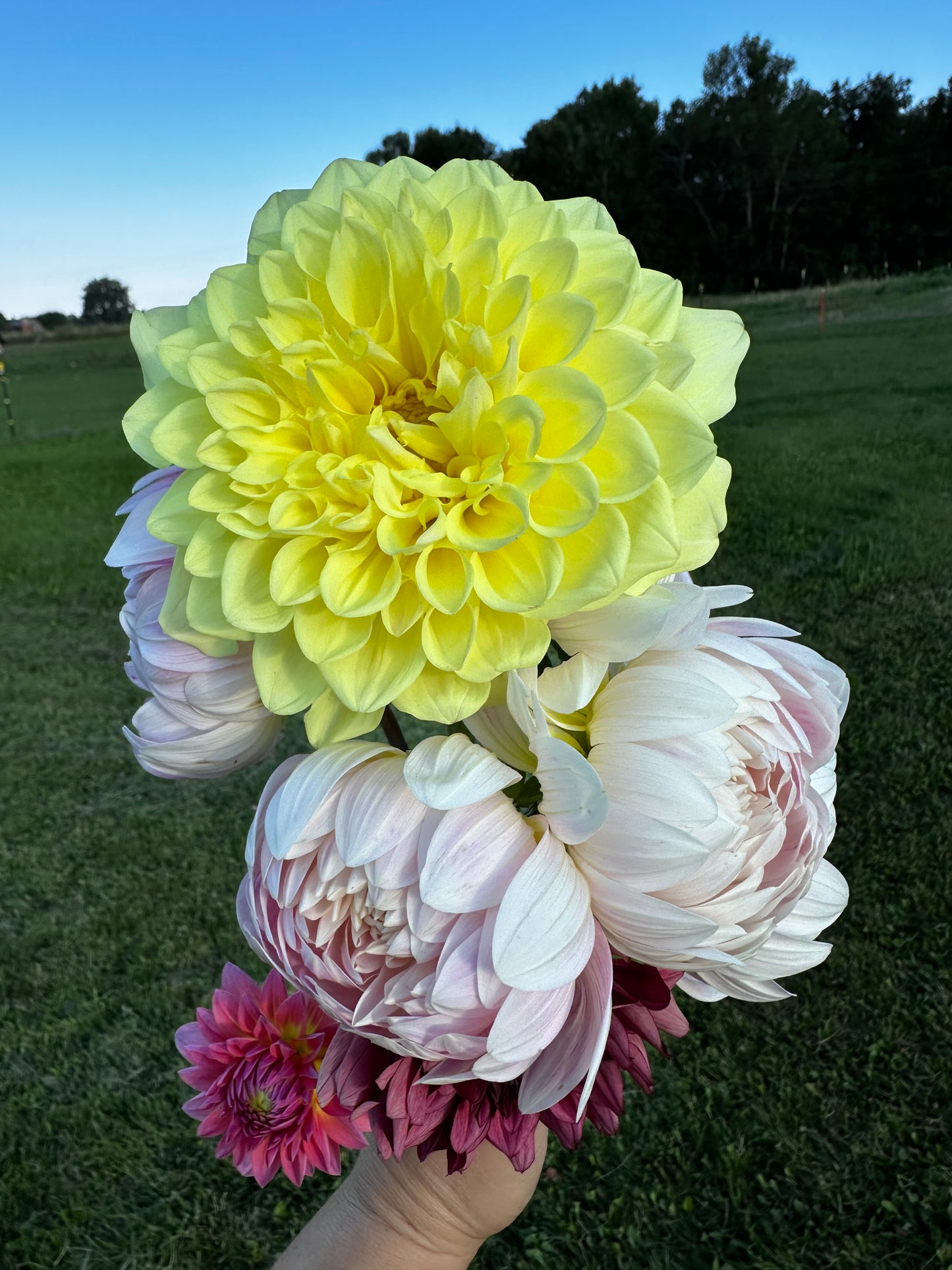 A Peeling Dahlia Tuber