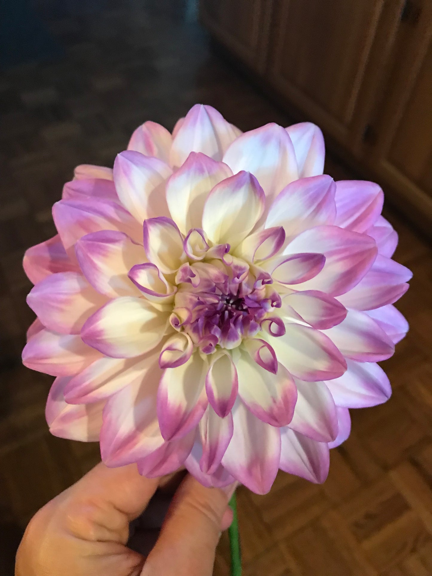 Mikayla Miranda Dahlia Tuber