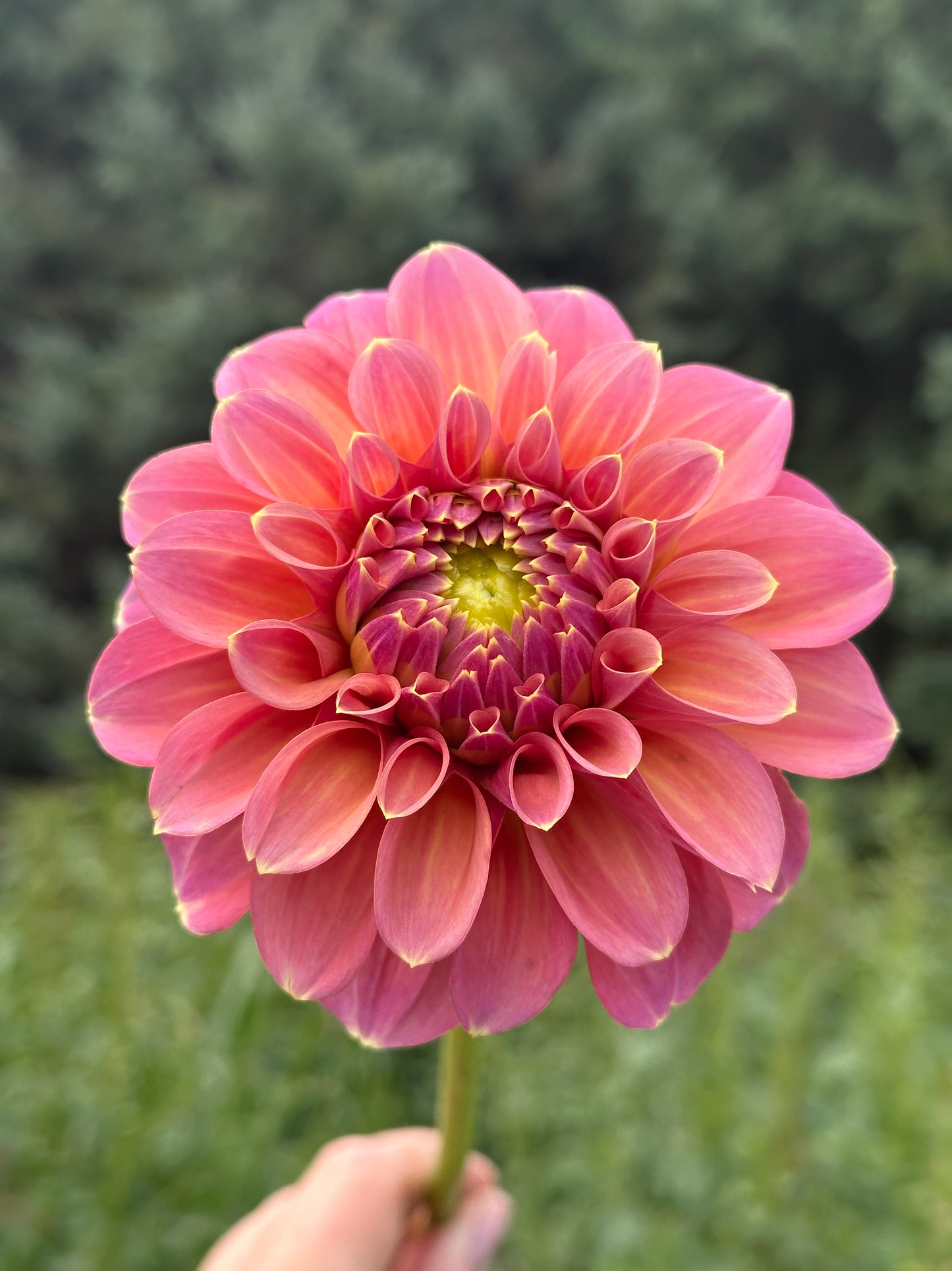 Peachy Parade Dahlia Tuber