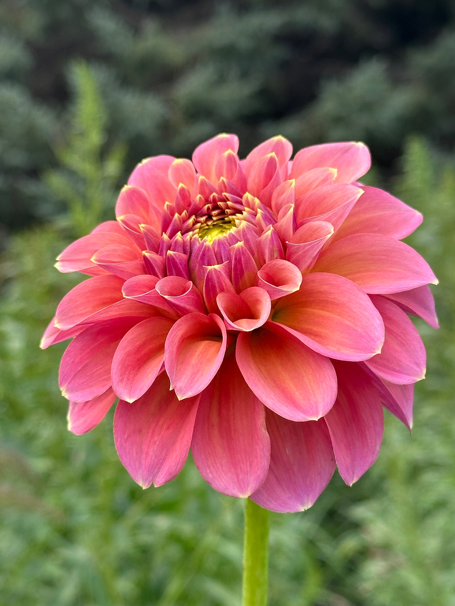 Peachy Parade Dahlia Tuber