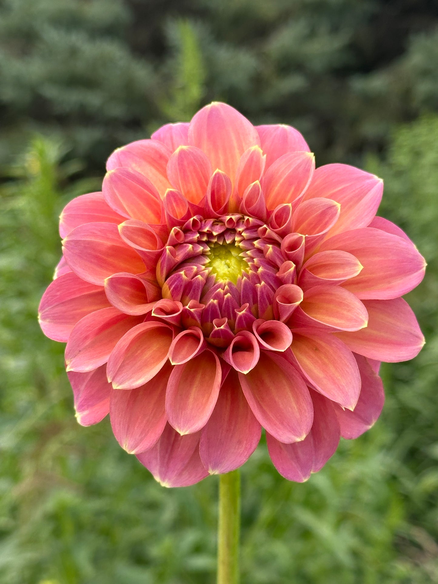 Peachy Parade Dahlia Tuber