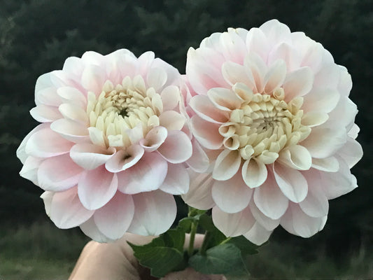 Daddy's Girl Dahlia Tuber