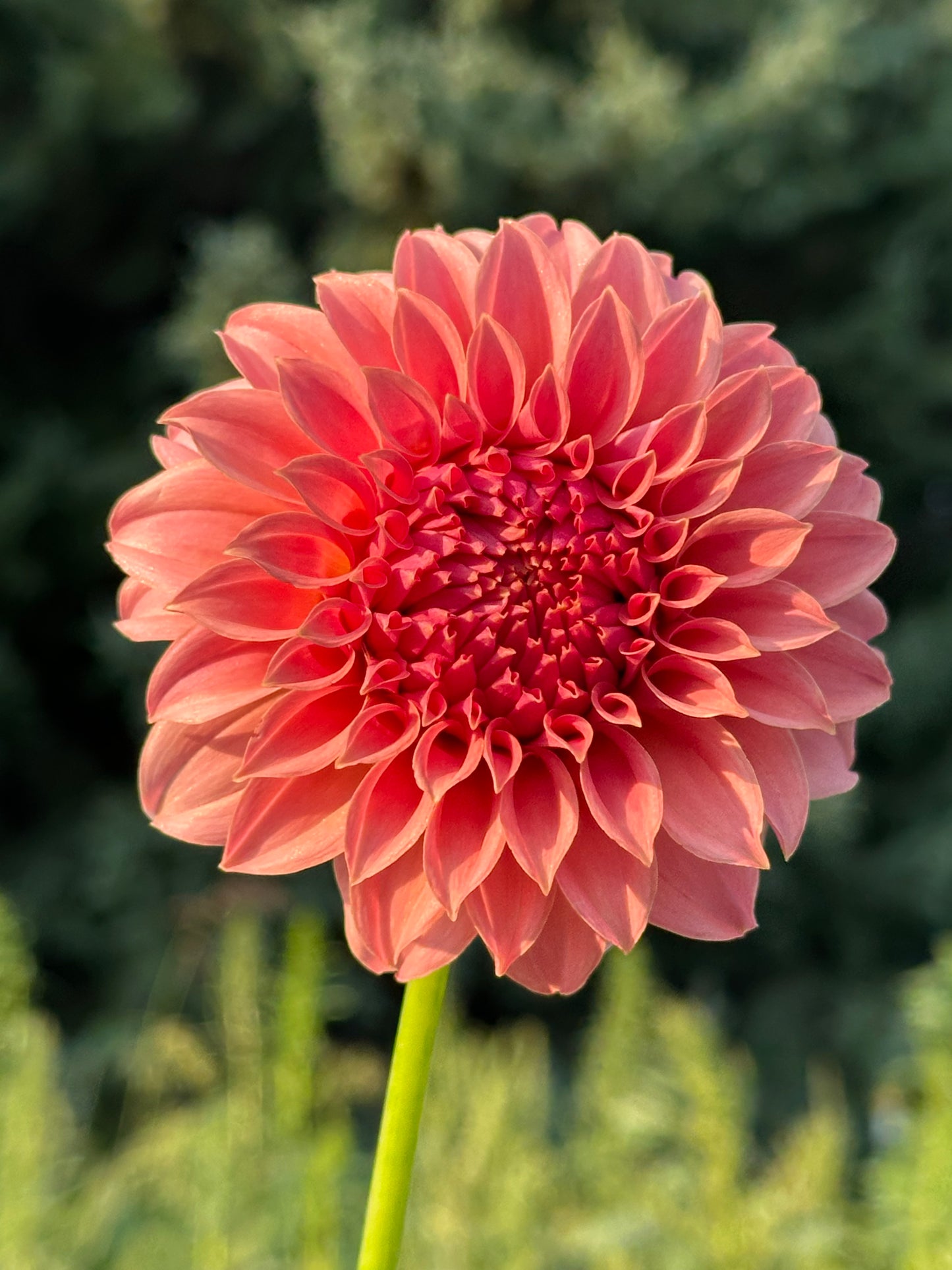 Peaches N Cream Dahlia Tuber