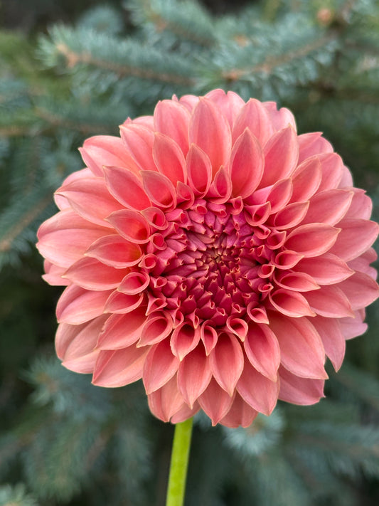 Peaches N Cream Dahlia Tuber