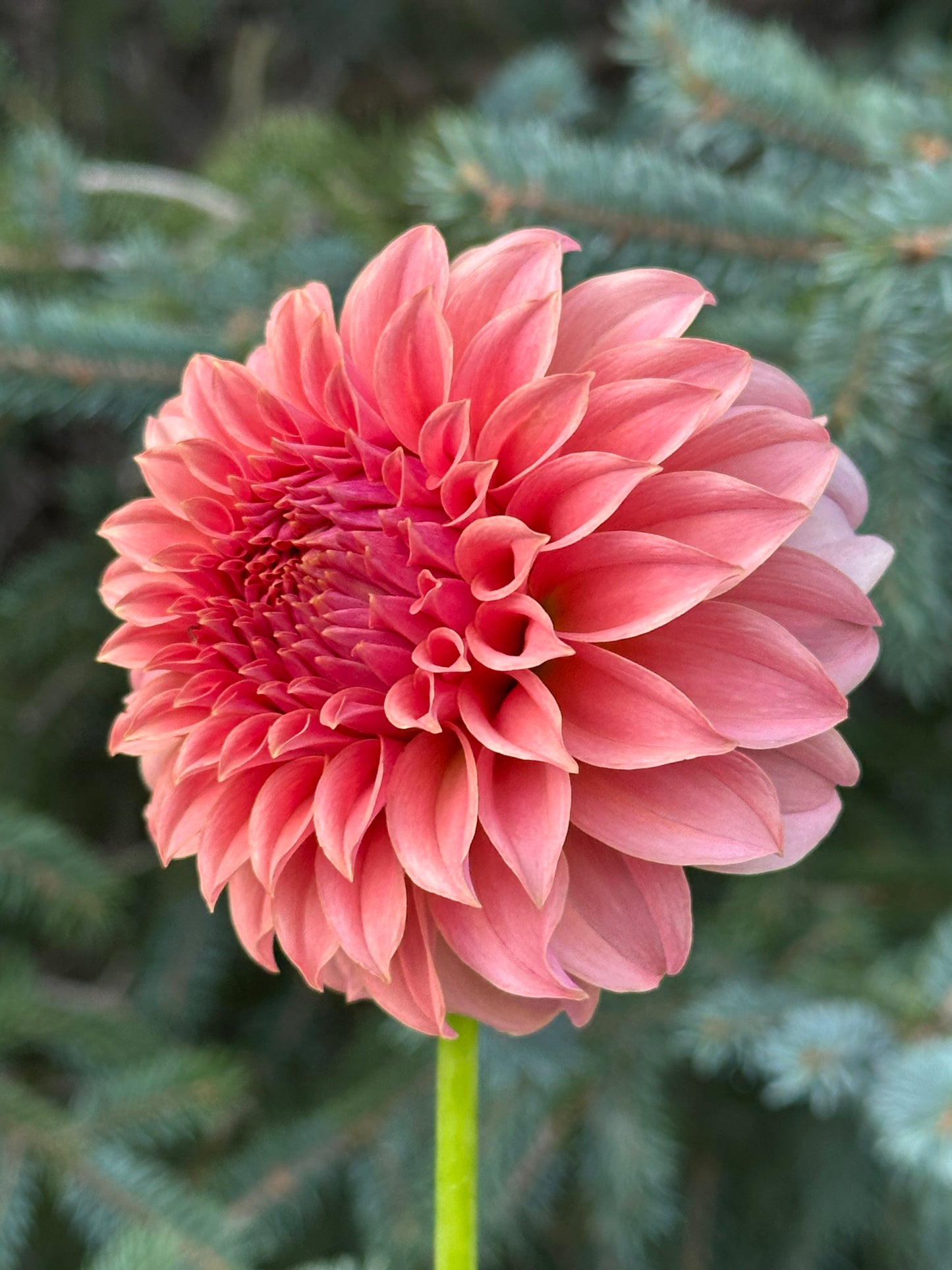 Peaches N Cream Dahlia Tuber